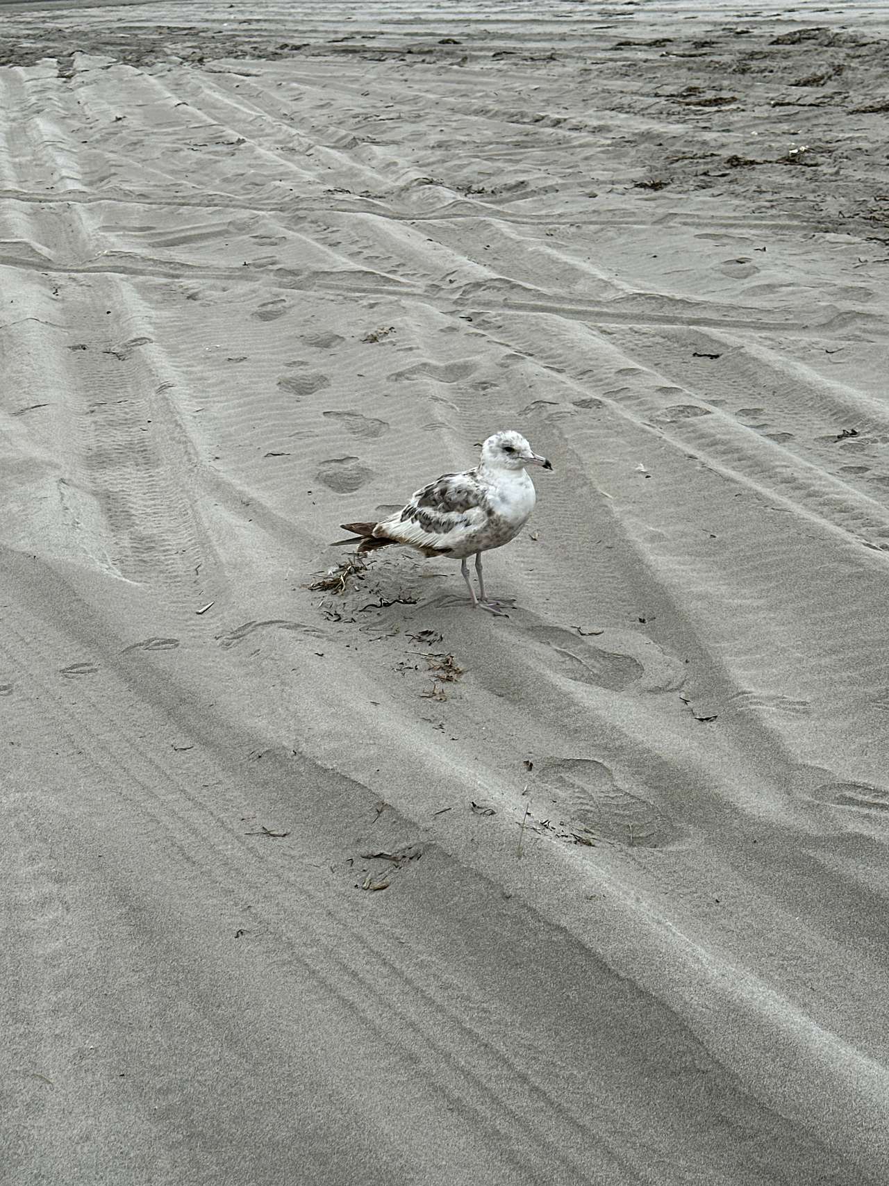 Our friend Beach Bird Steve!