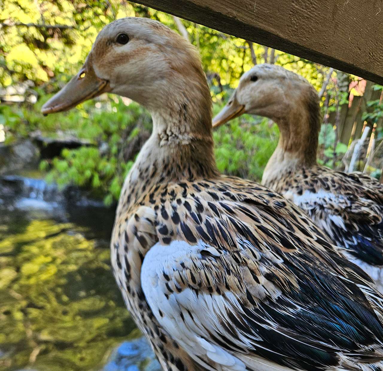 Ducks at the pond