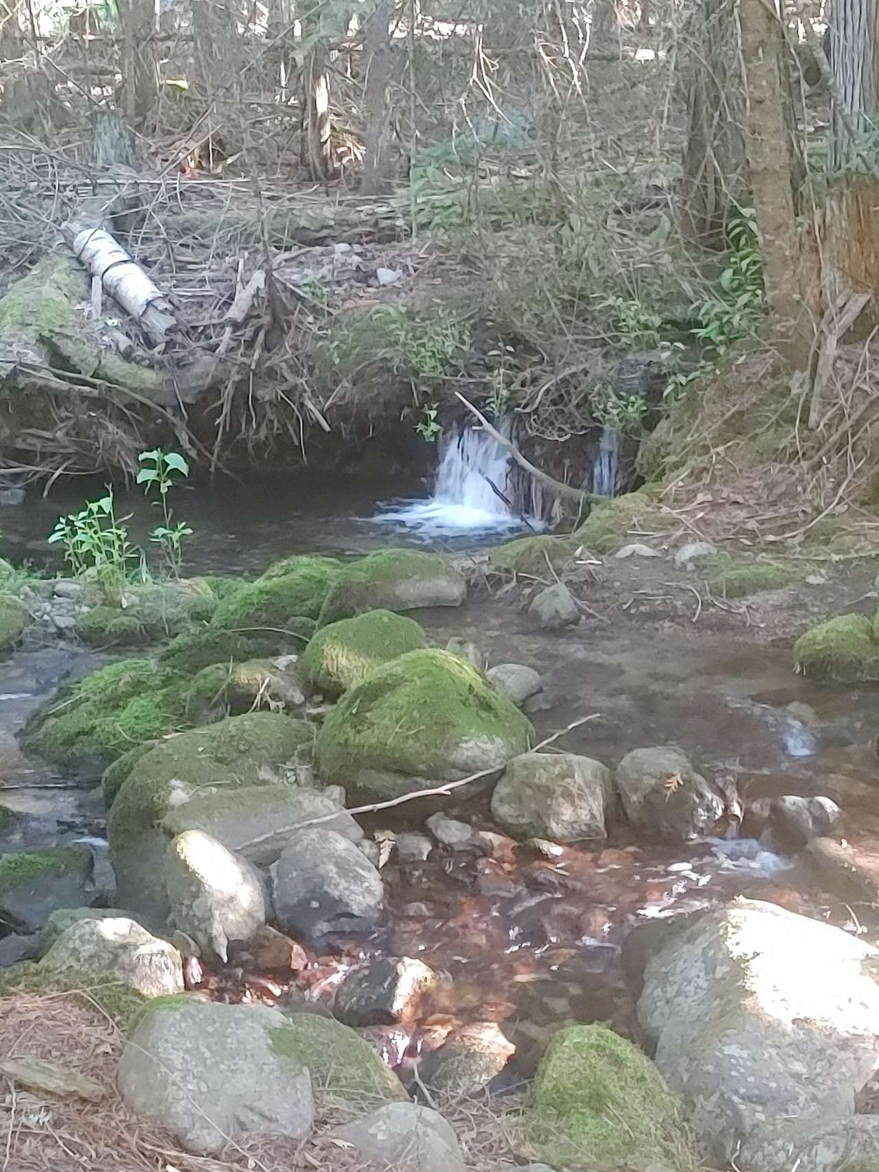 Base Camp on Trout Creek