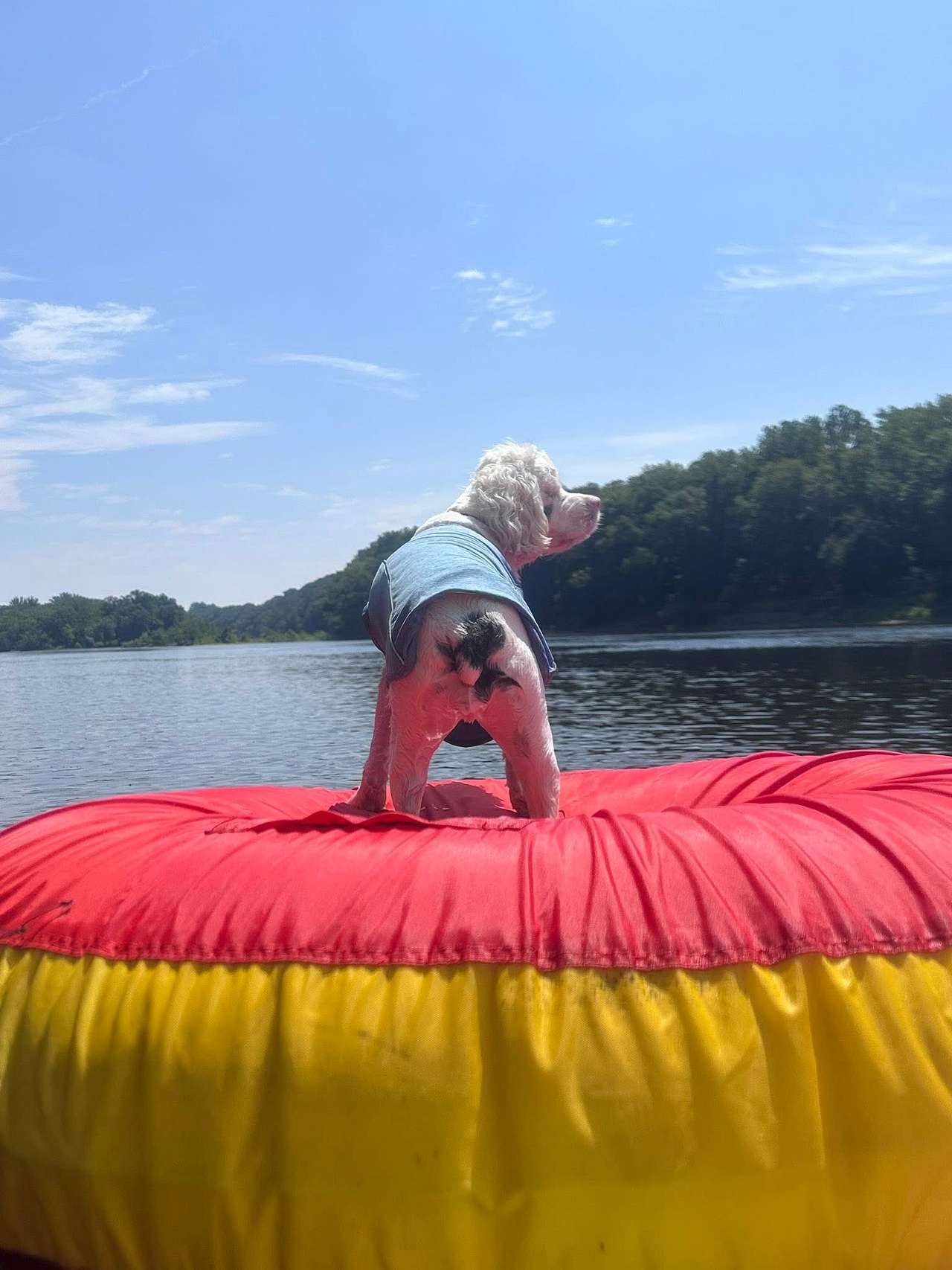 Our blind and deaf Cocker Spaniel, Bristol living her best life