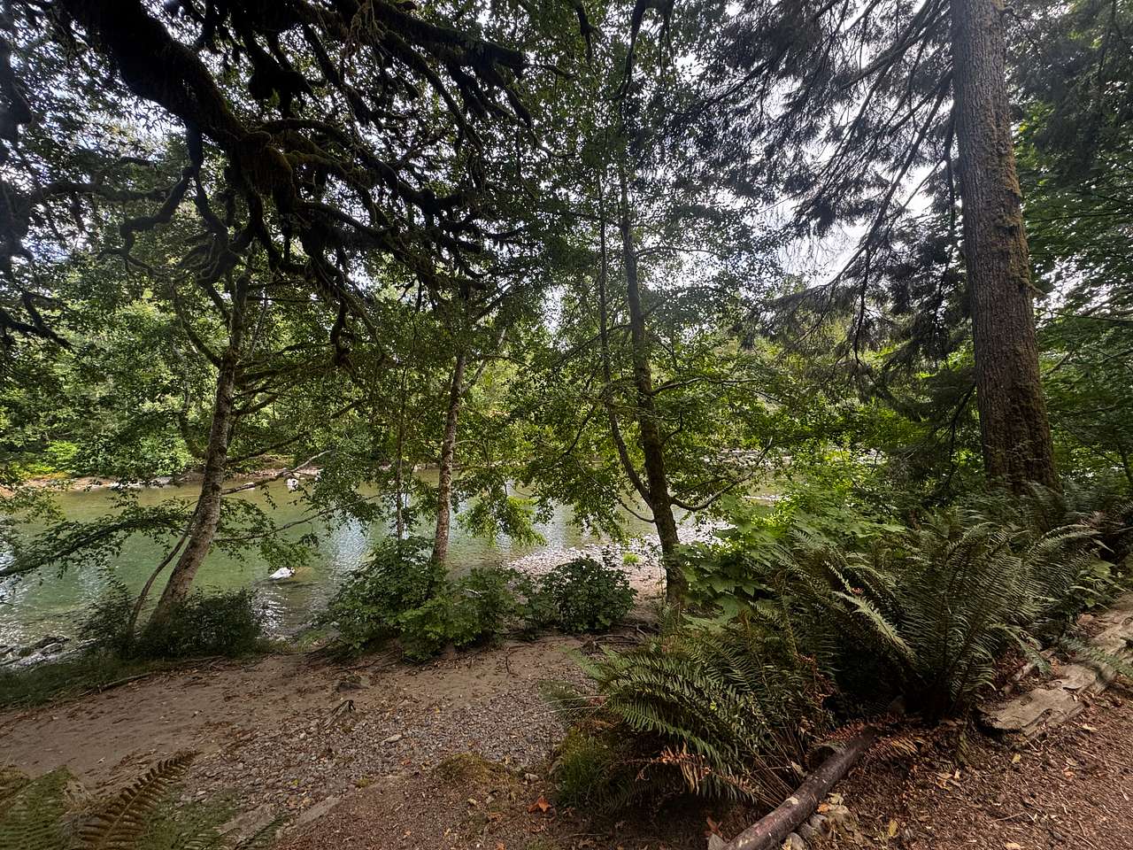 Bogachiel State Park