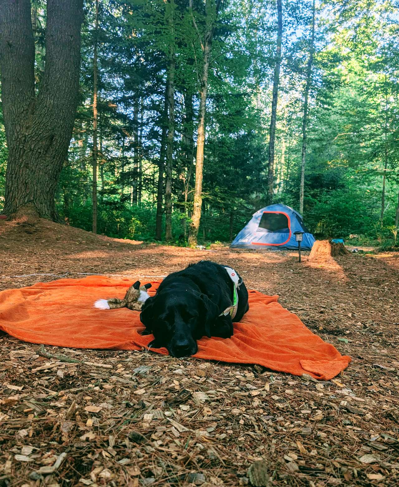 Fernwood on Alan F.’s Land