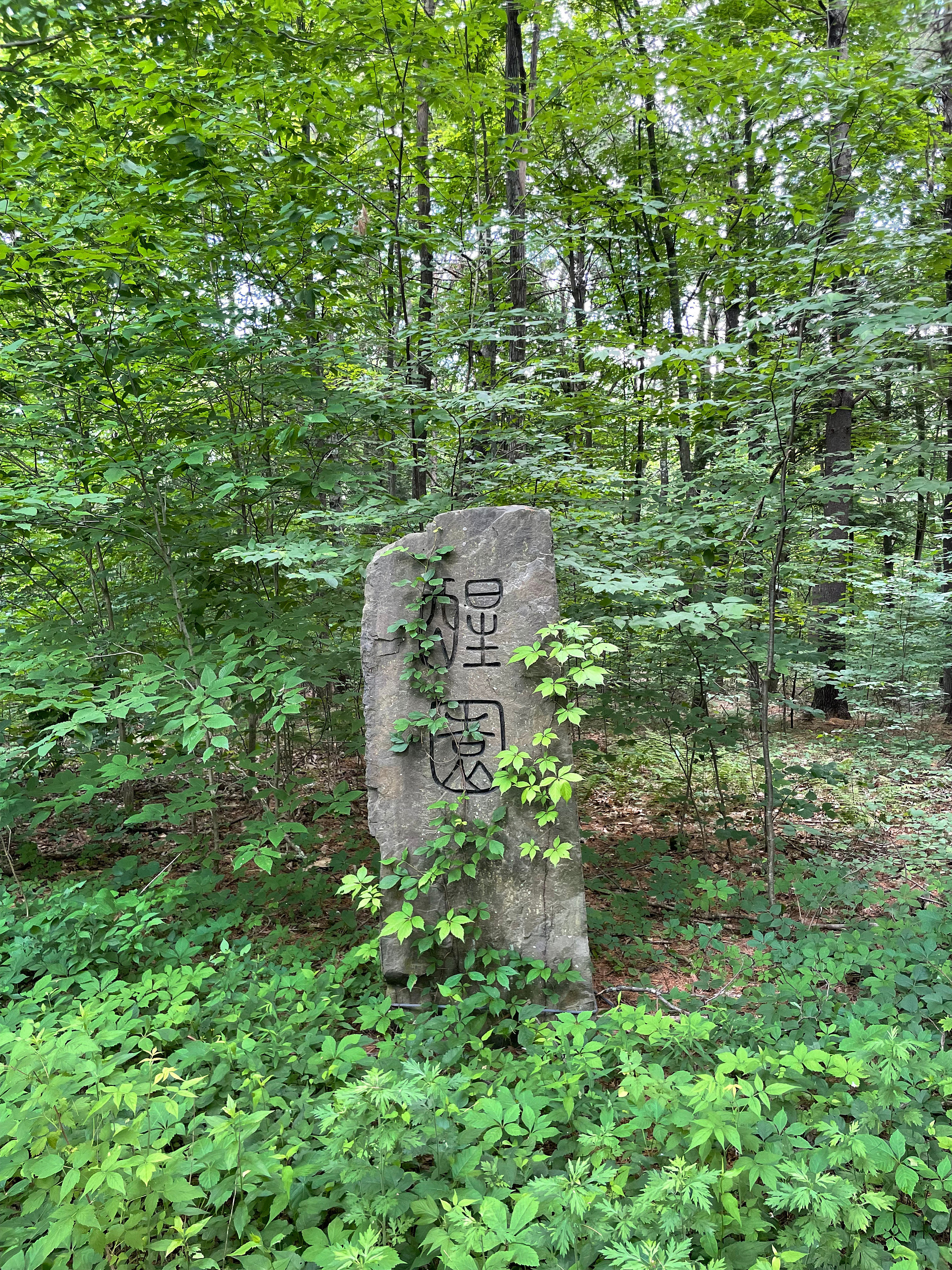 The Awakening Garden
