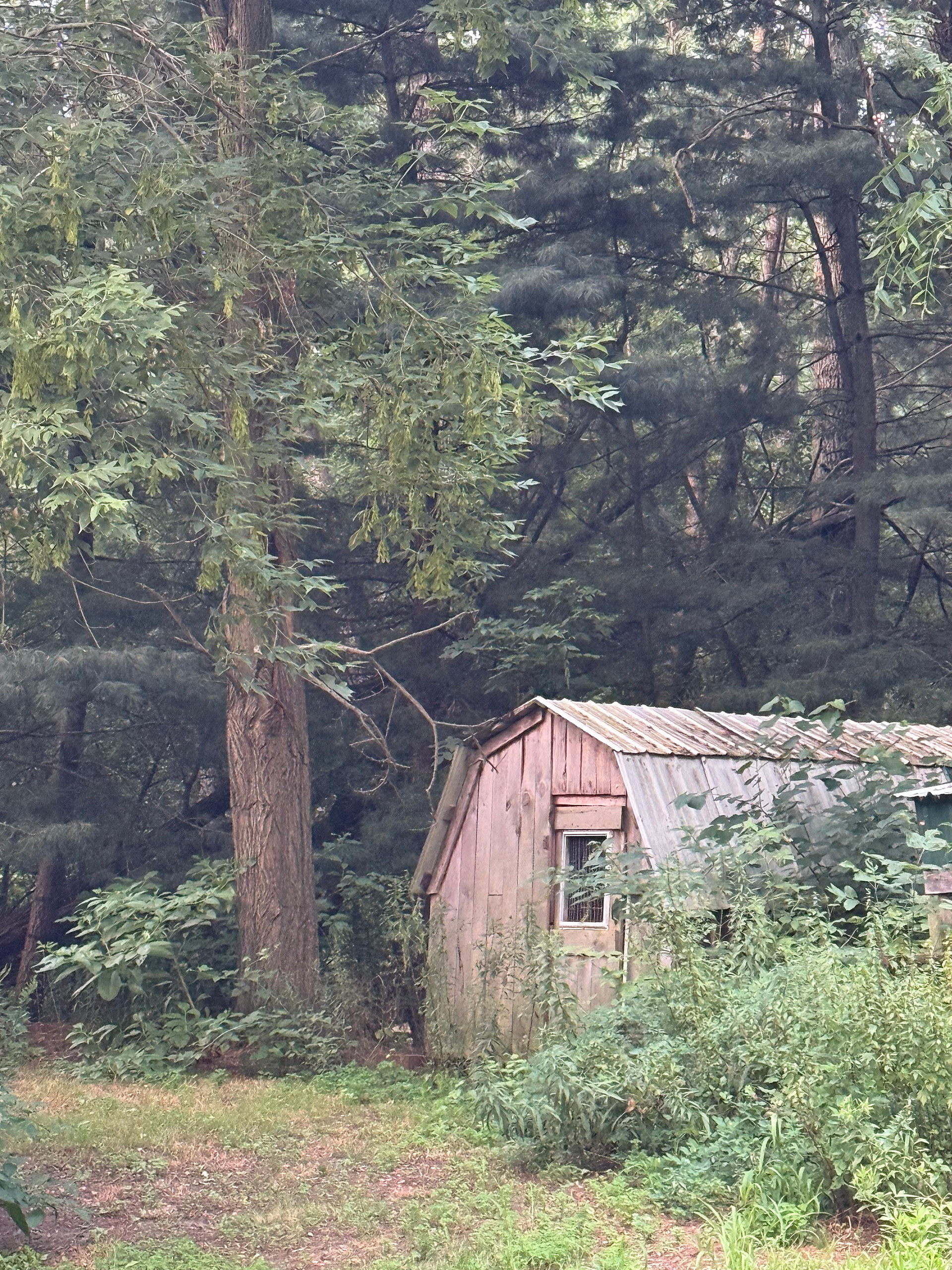Loved the look of this cabin the in trees 