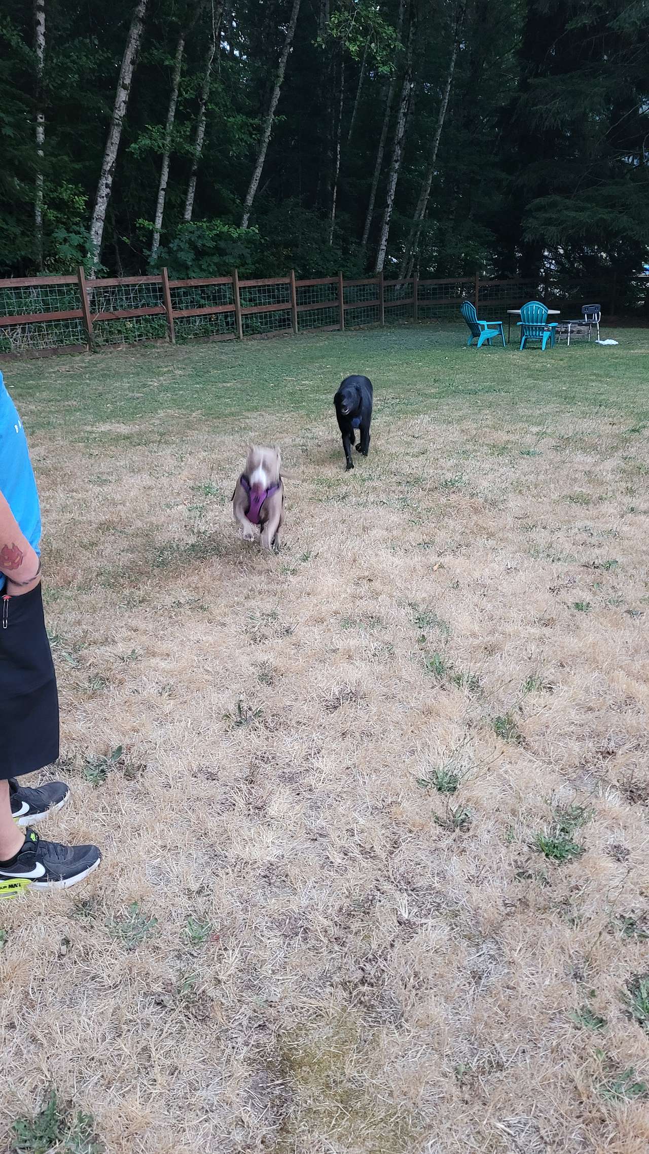 Dogs having a blast!