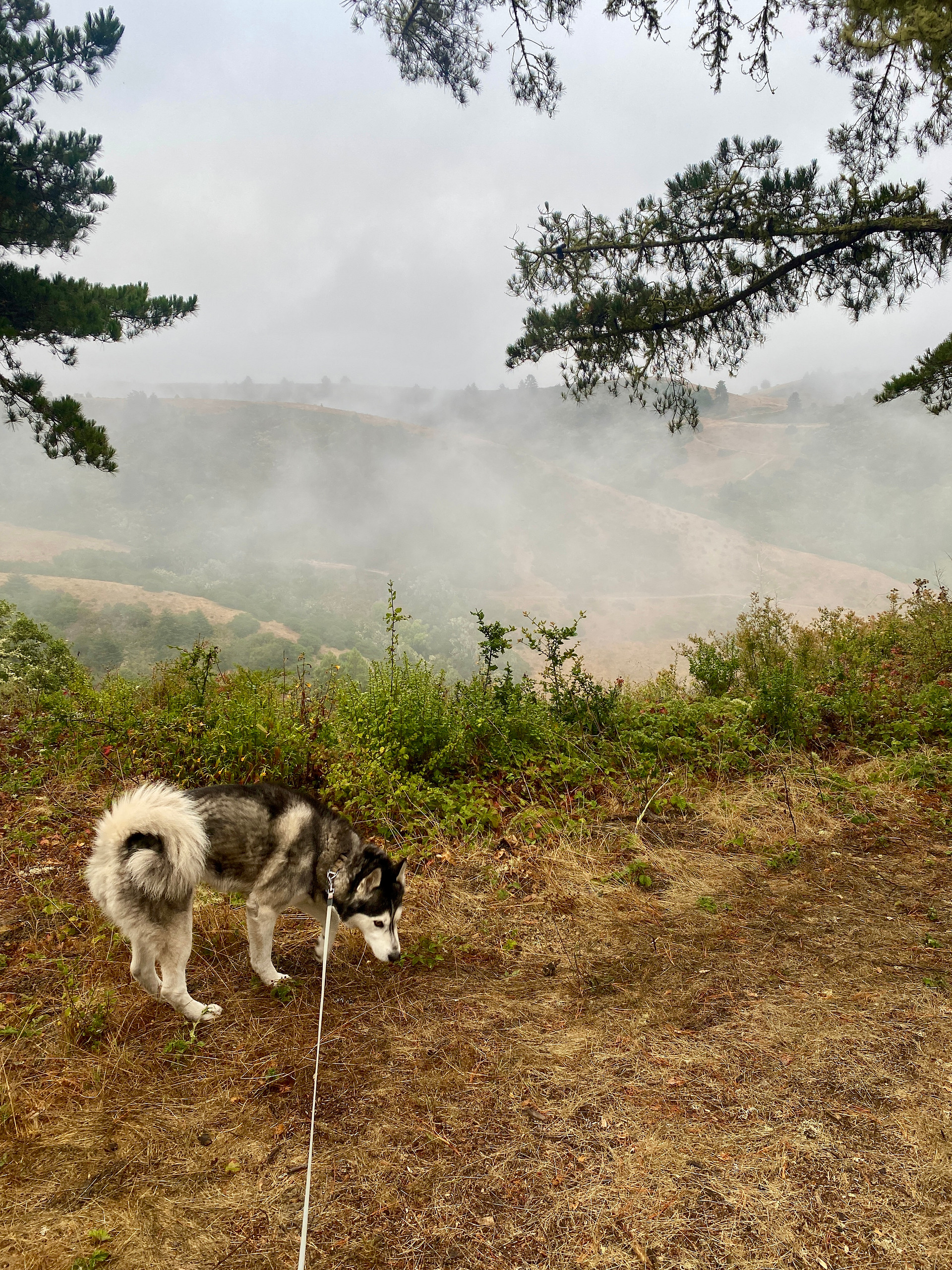 Foggy morning