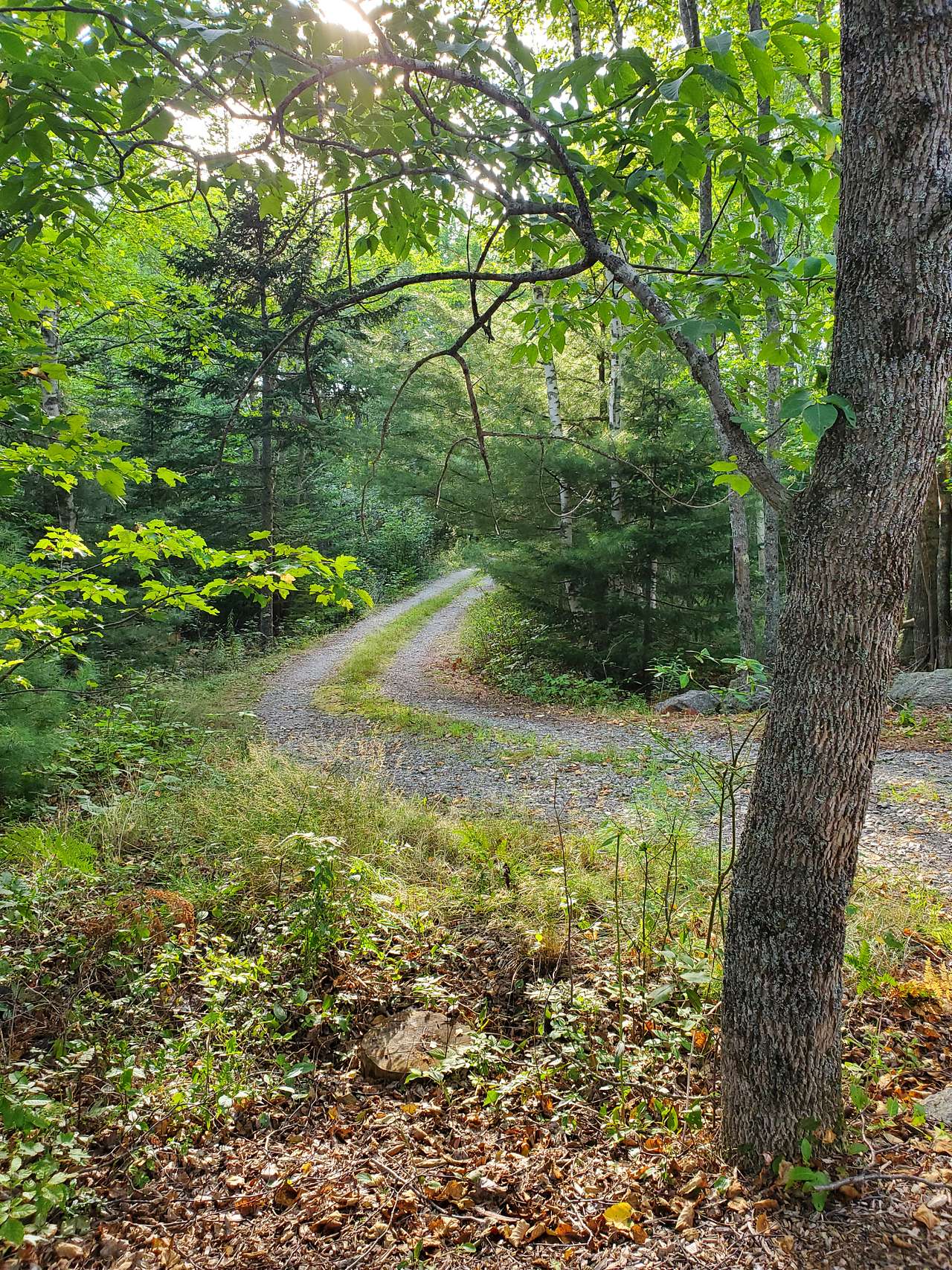 Backroad to Acadia