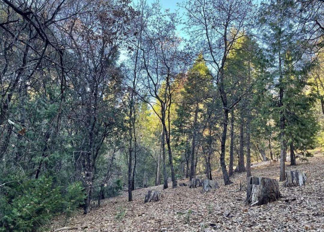 Close to Yosemite-Gold Rush Camp Si