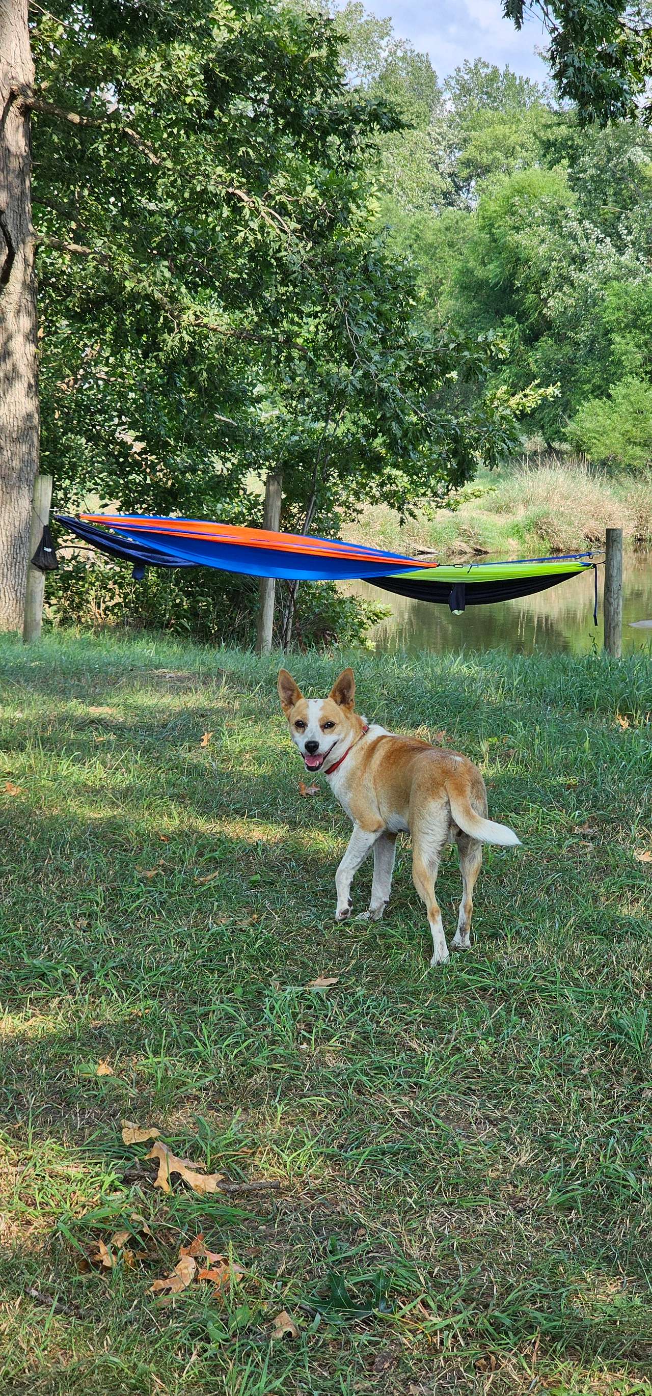 Hammock stand beside the river. 
