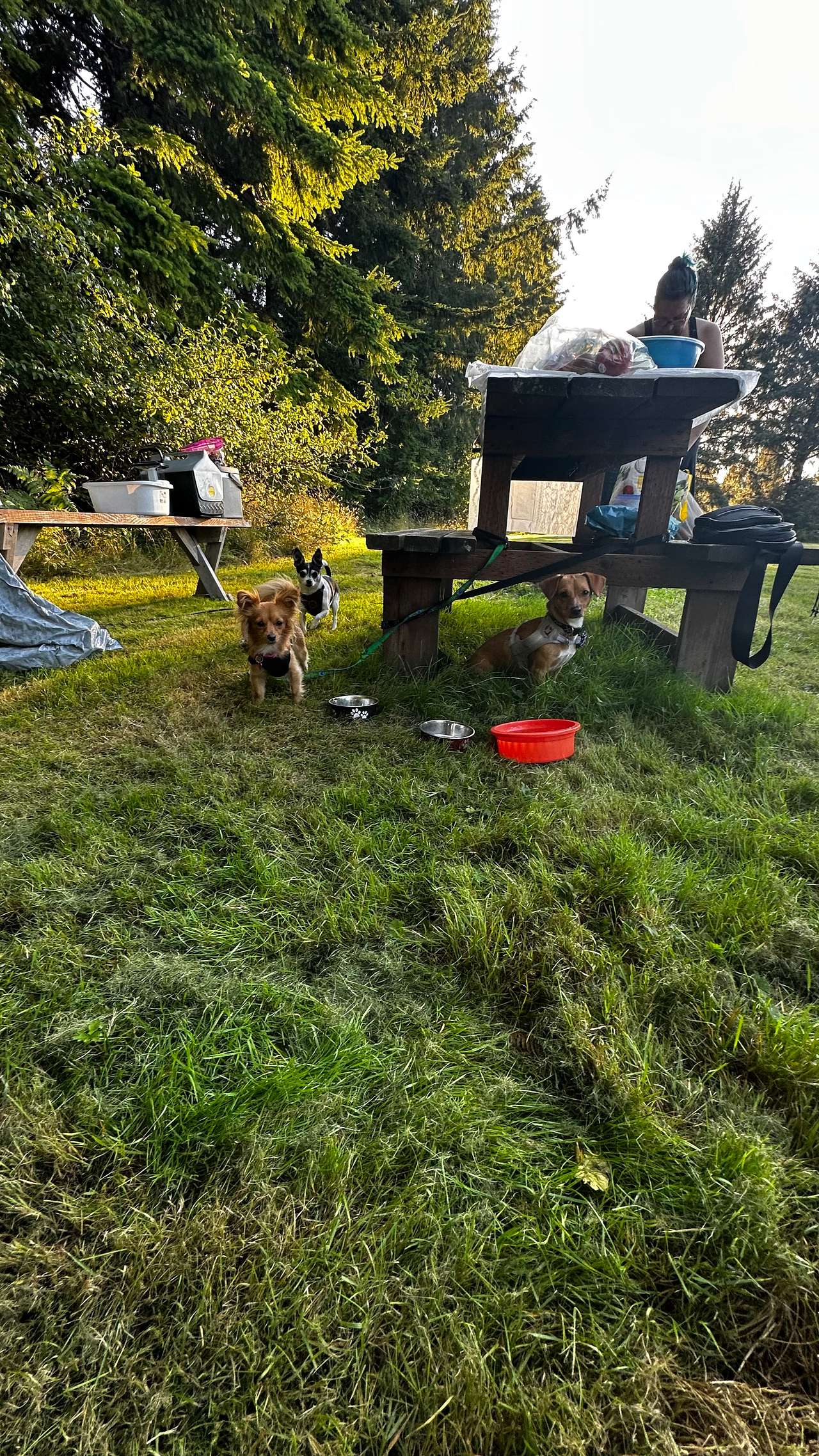 Pups enjoying campsite. 