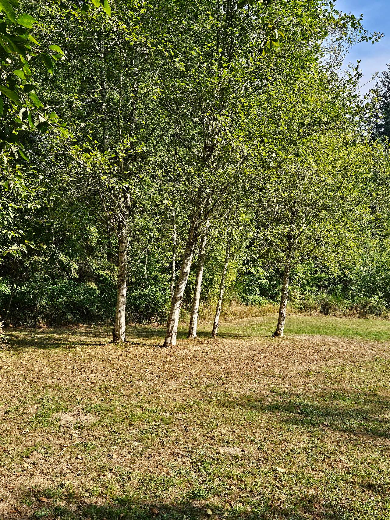 Rustic Borders
