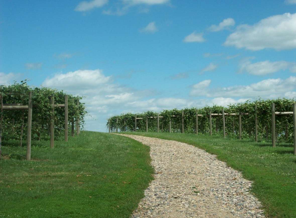 Vineyard Camping near Carroll – Tents & RVs