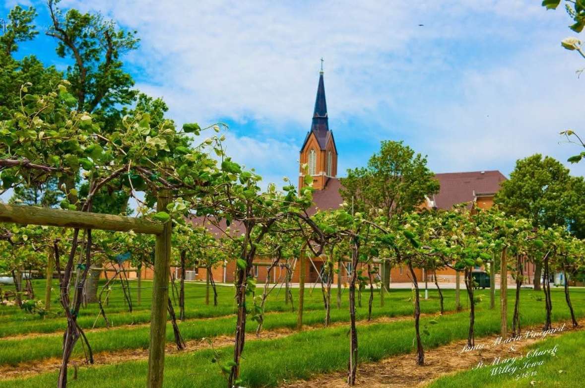 Vineyard Camping near Carroll – Tents & RVs