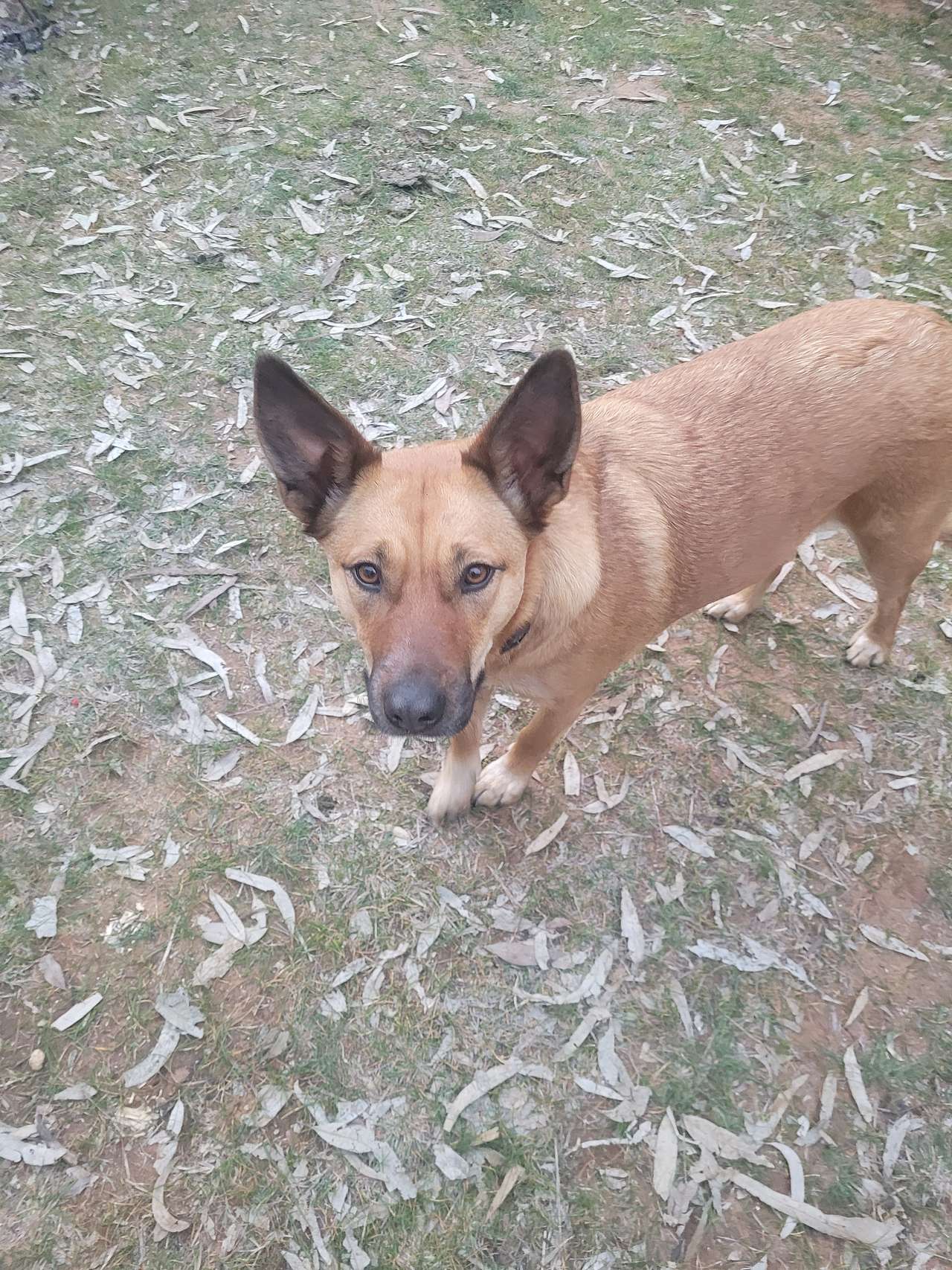 Happy Dog off leash 