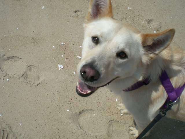 This is Zeke.  We named our Hipcamp after him.  