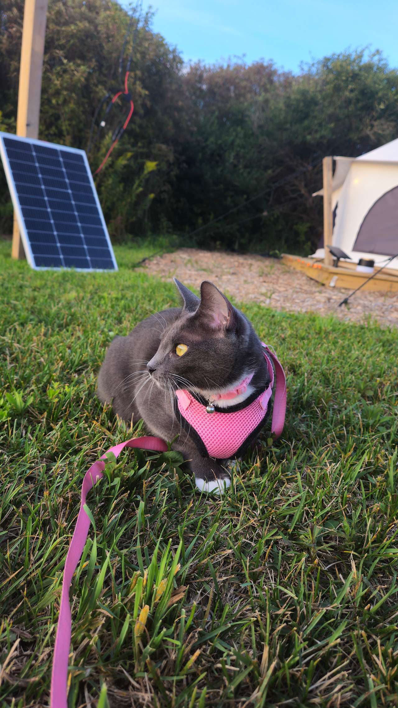Our cat - Jasper Bompi loved this place ! 
