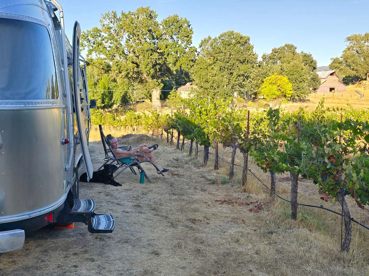Vineyard Camping in Hopland
