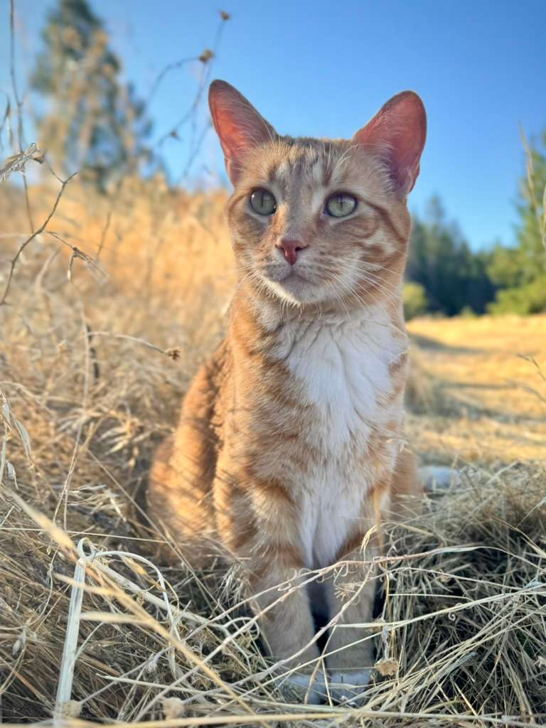 have to shoutout sully, just one of the resident cats here! if you're an animal lover, this is the place for you because you may just encounter a cat (or two!) among other animals who call this mountain haven home 