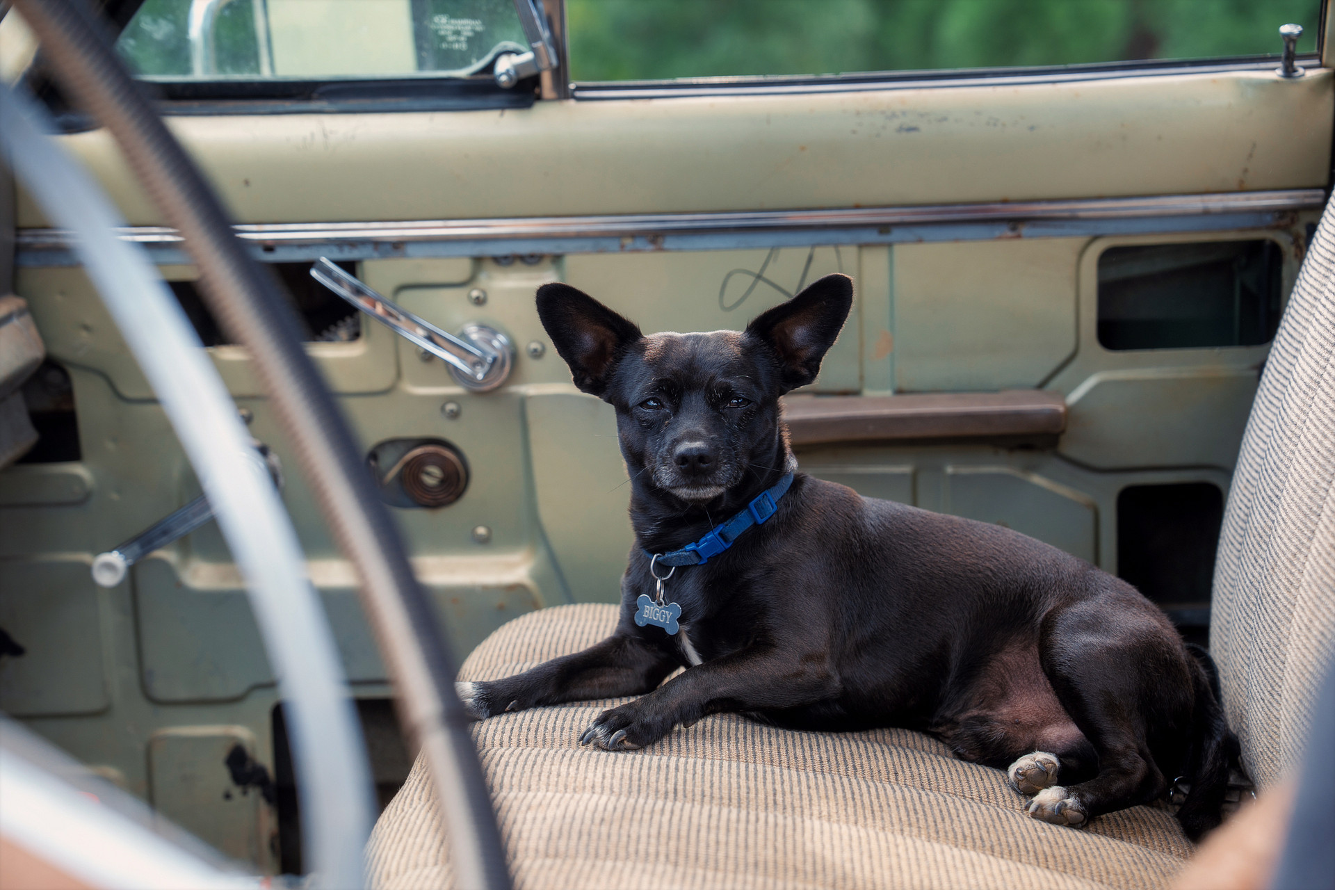Meet Biggie Smalls, the camp host’s sidekick, and arguably the cutest co-host.