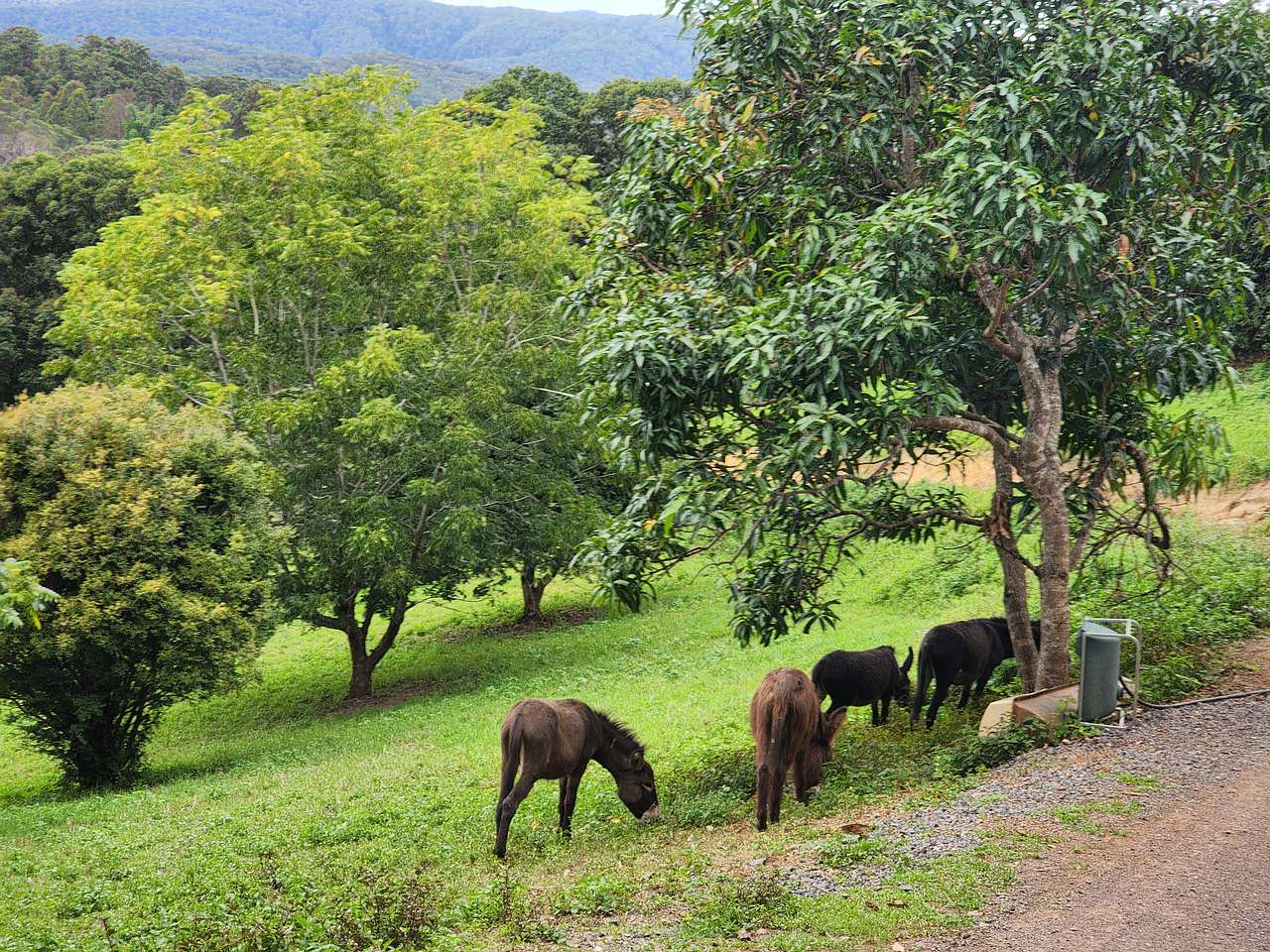 Remi, Missy, Maple and Cupcake, our Irish Donkey #ShanlynChocolates, will delight you with their joy in life and their curiosity in guests. 