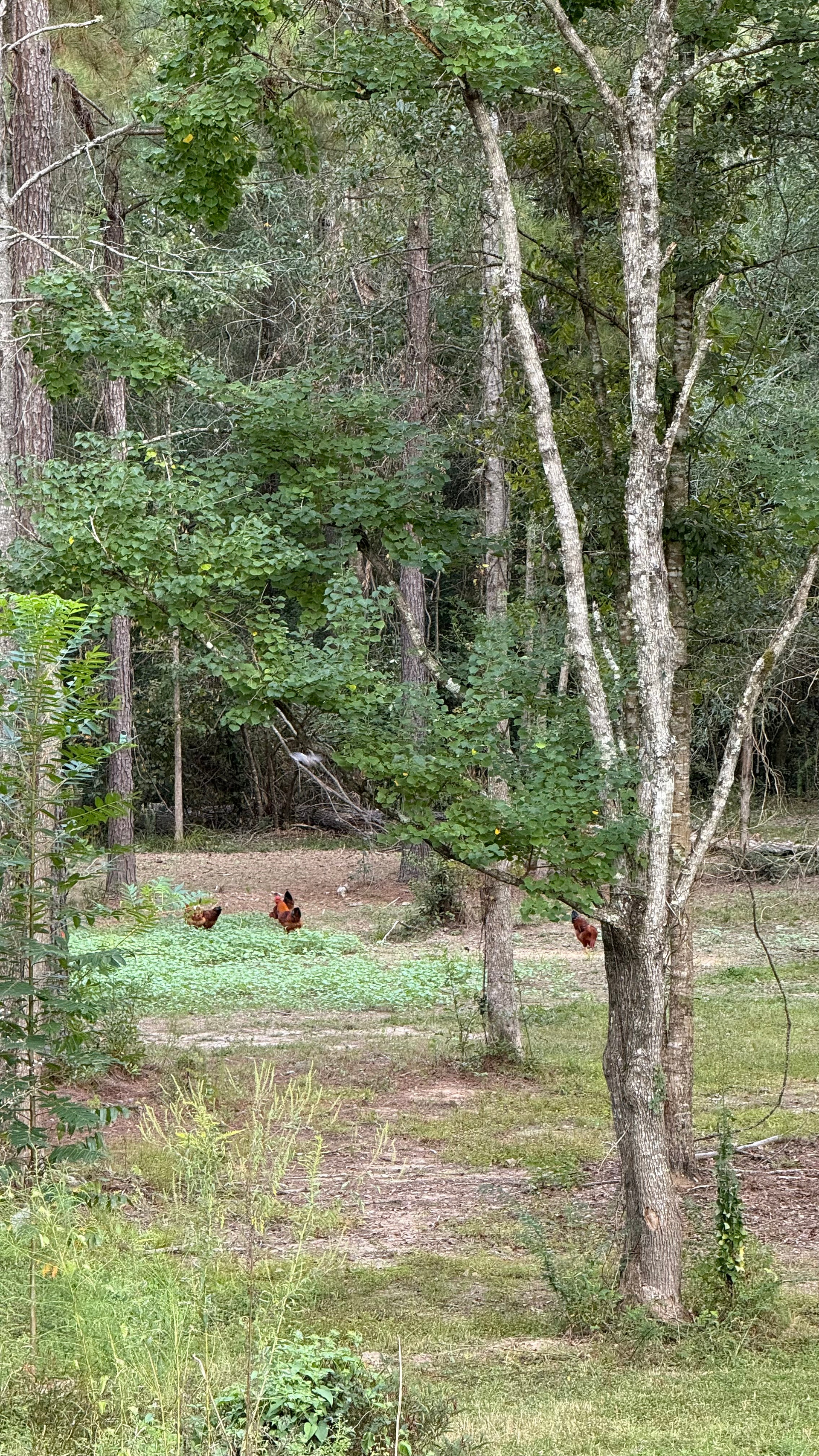 Chickens and Nature