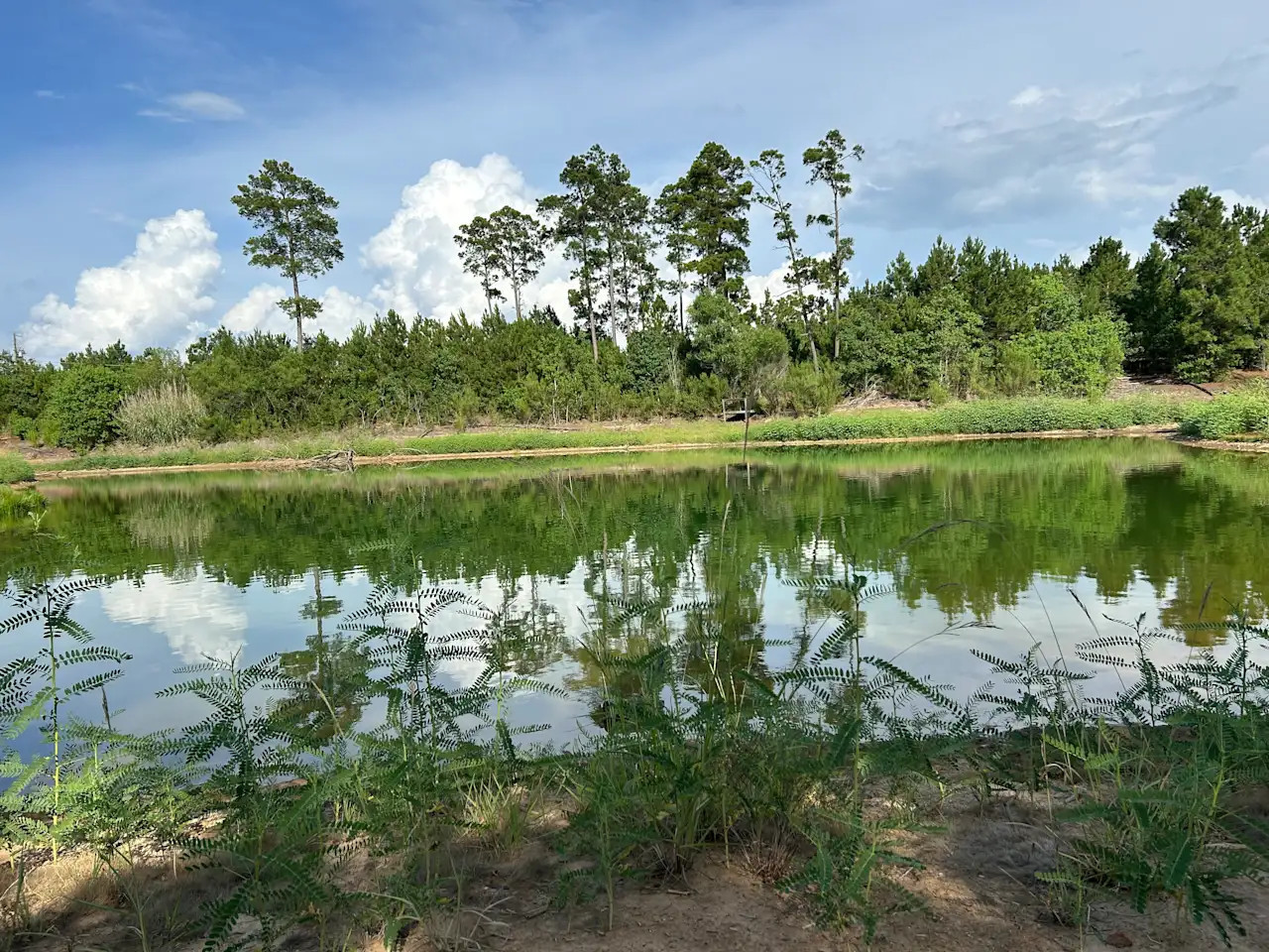 Forest View Small RV Camping