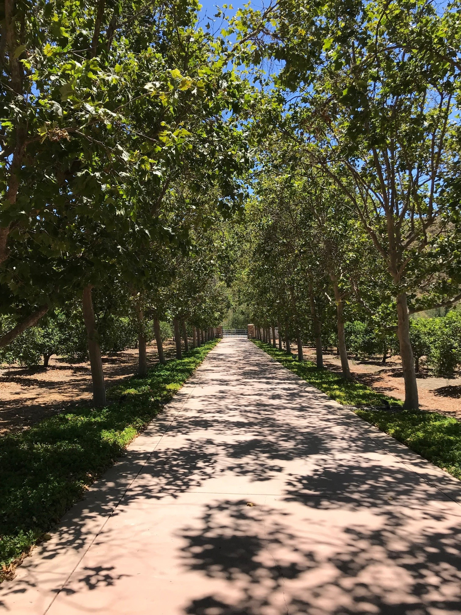 Zava Ranch - Avocado & Lemon Grove
