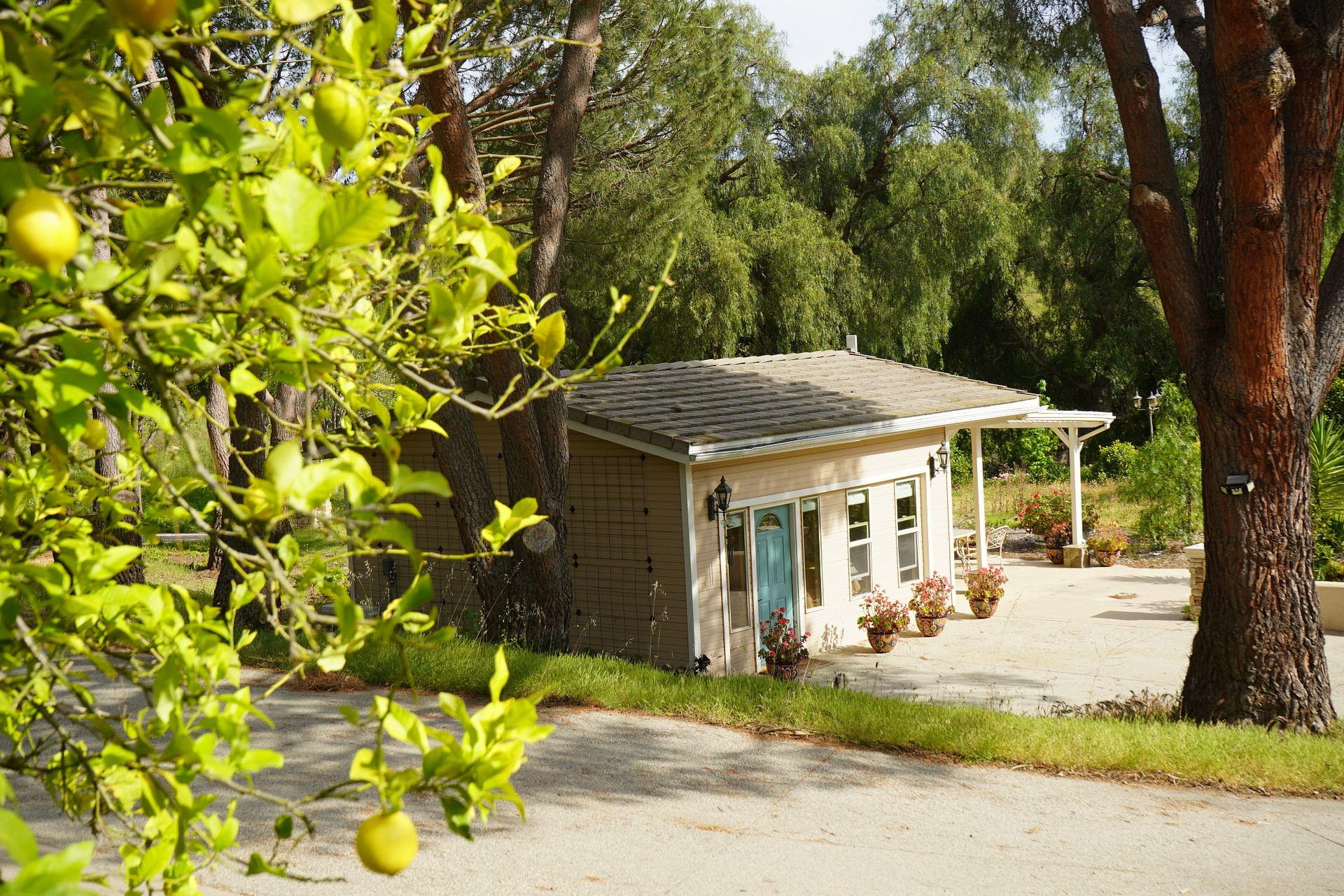 Zava Ranch - Avocado & Lemon Grove