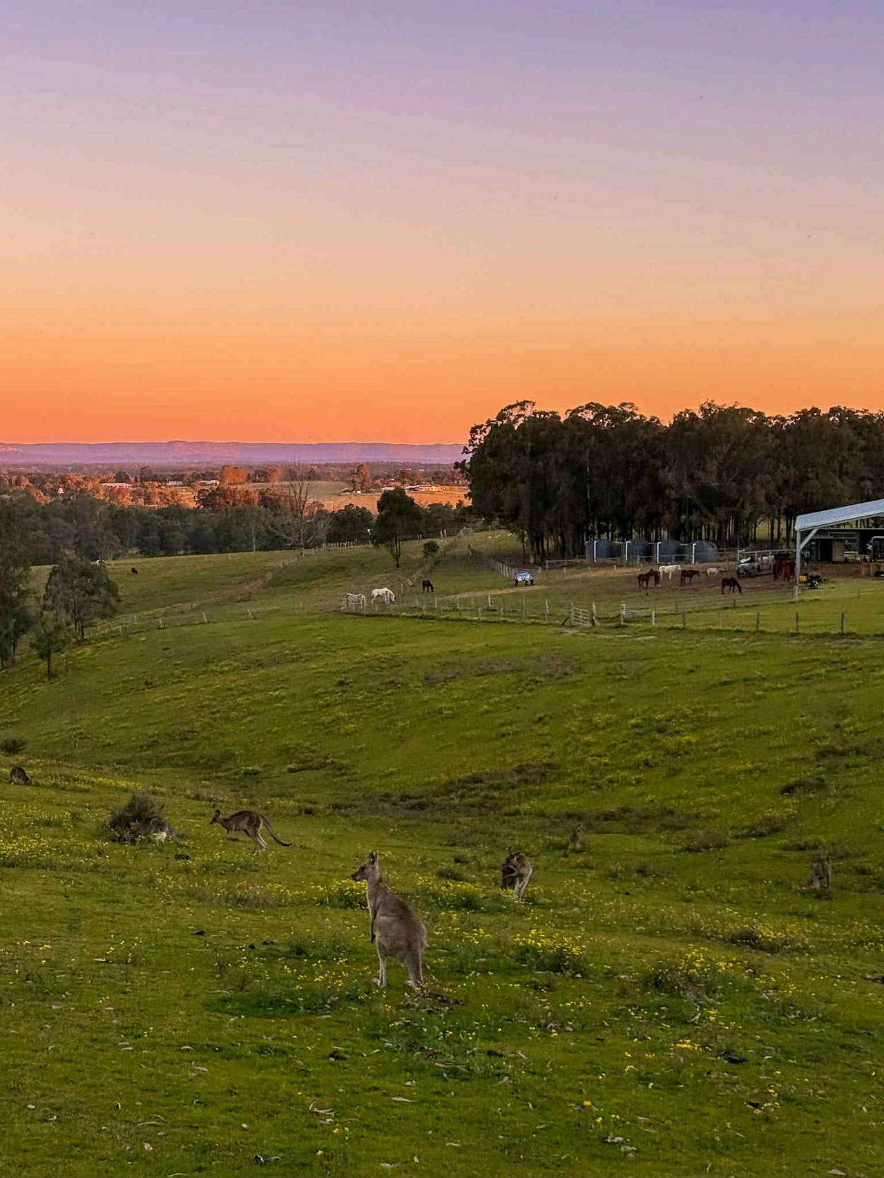 Lovedale Farm Stay  & Horseriding