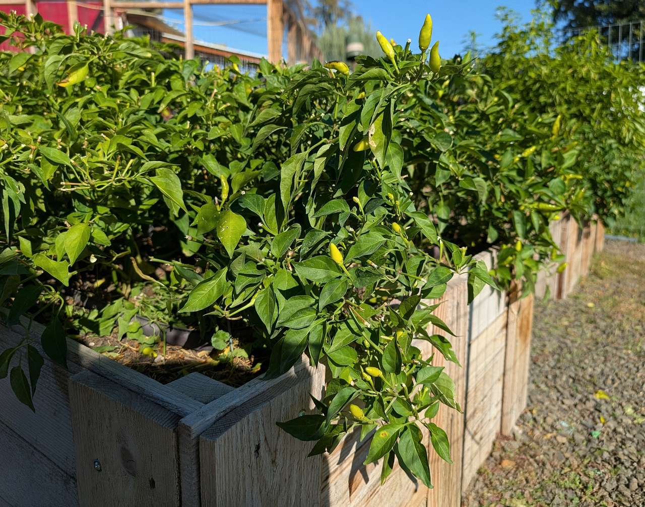 Fresh produce is available for purchase depending on the season.