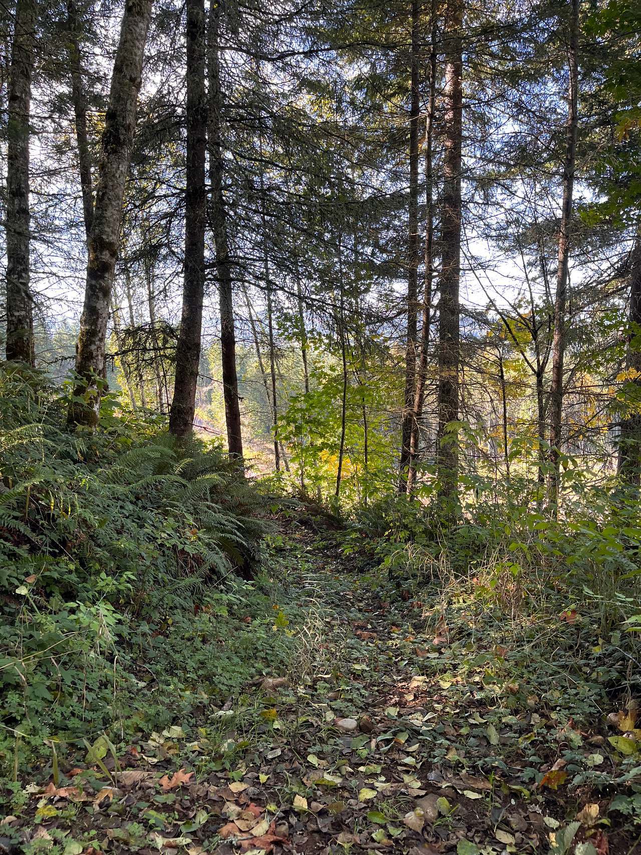 Mountain Wild Woods