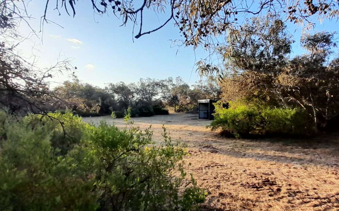 Melaleuca Grove (10 mins North of Dongara)