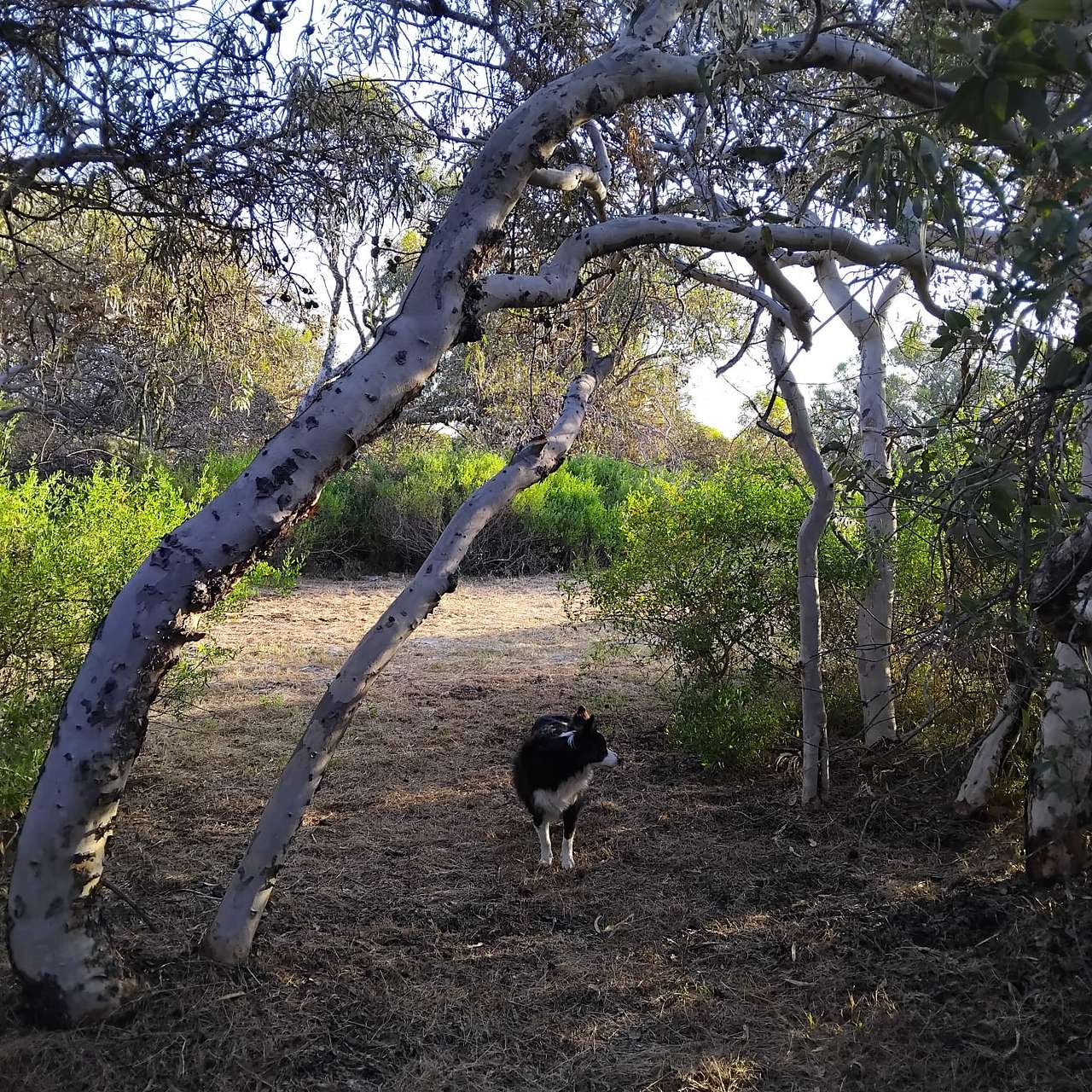Melaleuca Grove (10 mins North of Dongara)