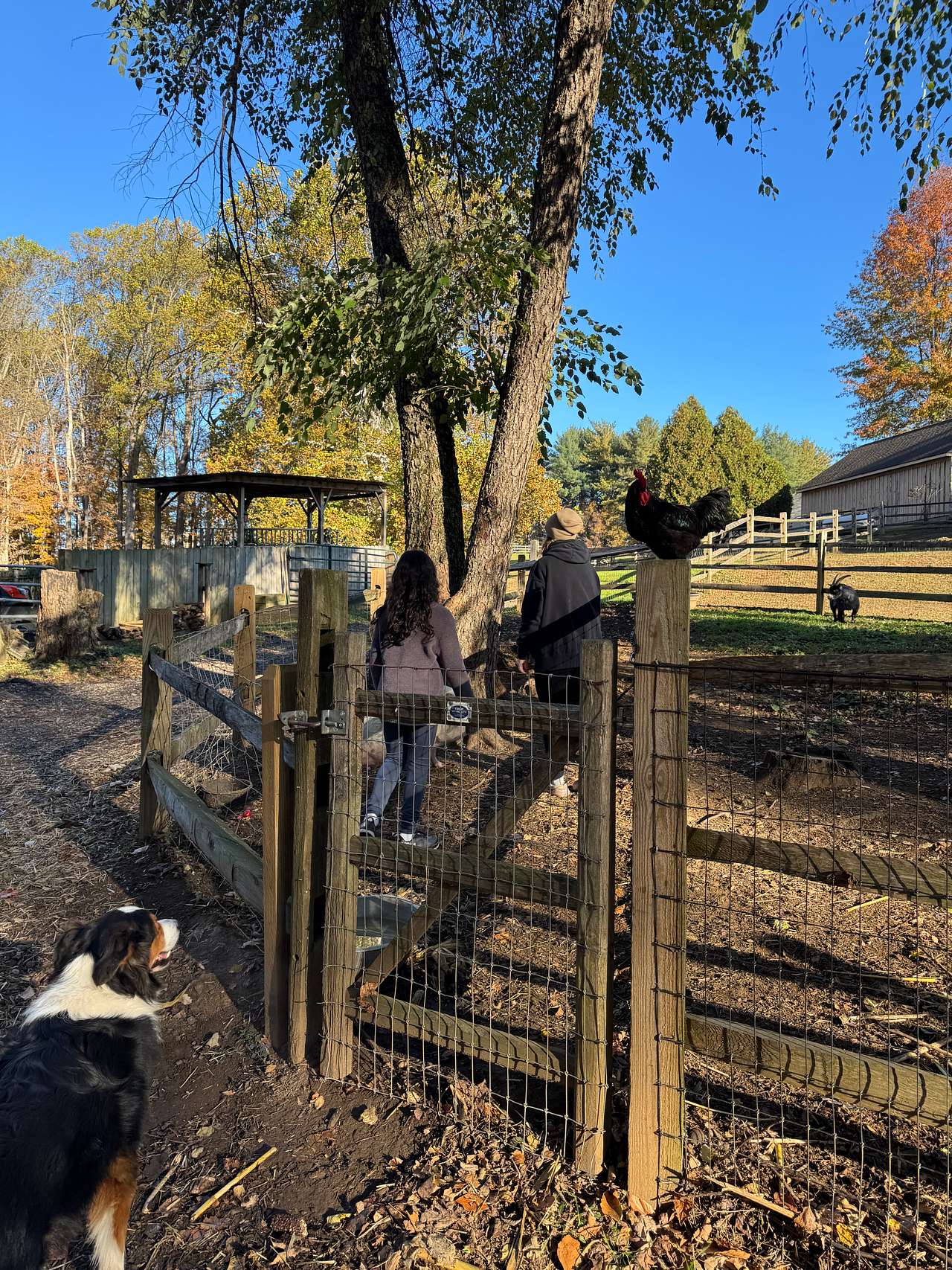 BozziBrook Farm