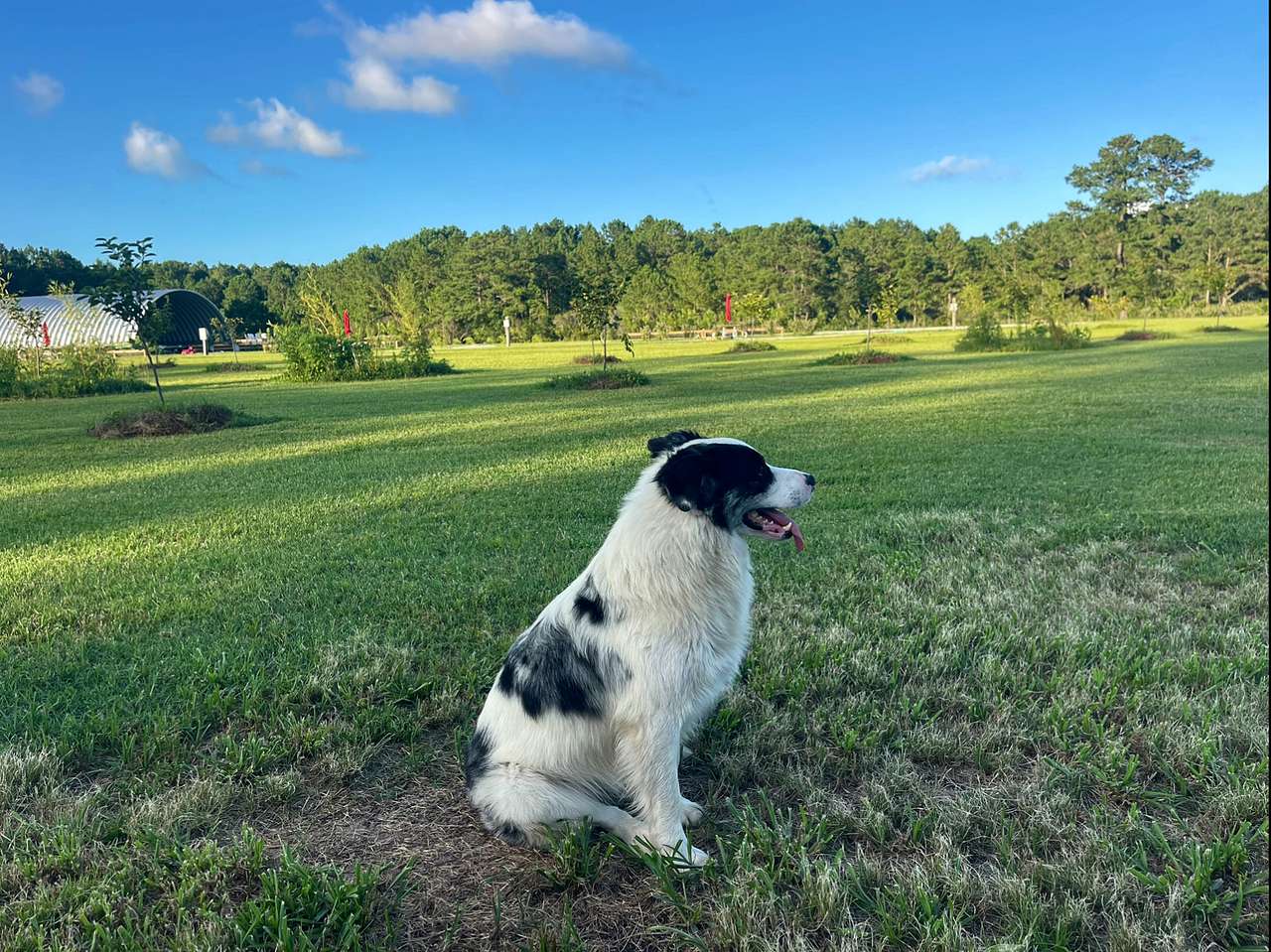 Hidden Orchard RV and Glamping