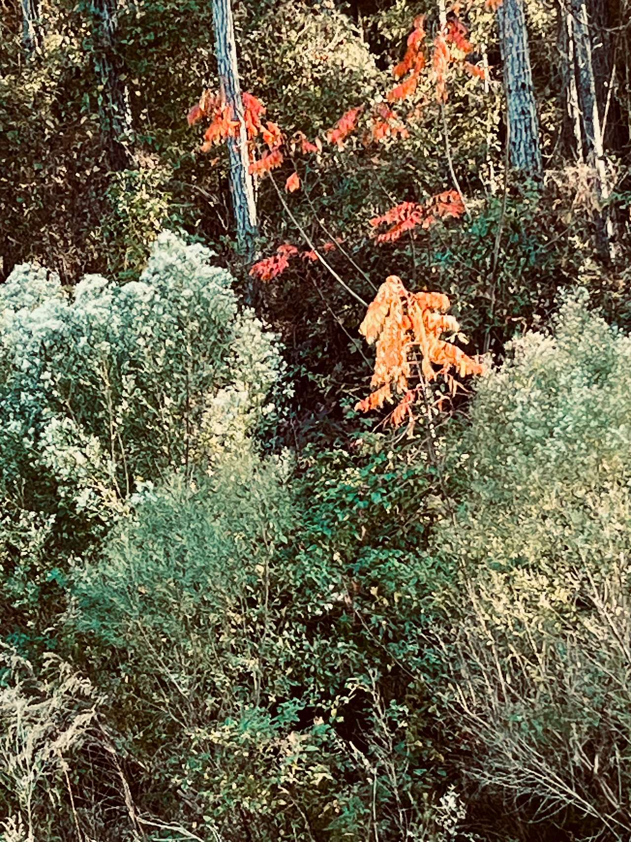 Homochitto National Forest