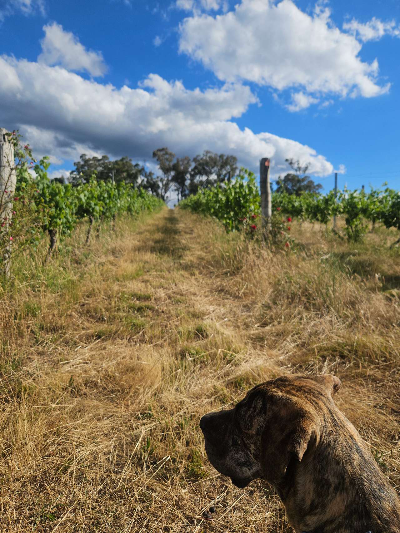 Cargo Road Wines