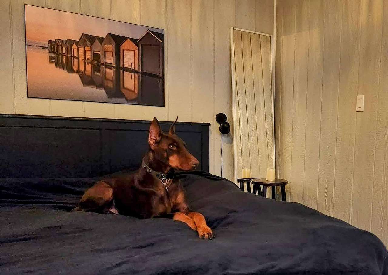 "Marcus", one of our recent celebrity guests! We supply a washable pet blanket for everyone's comfort. =)