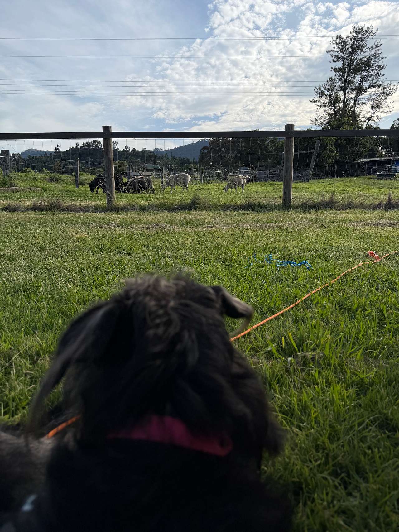Cedar Glen Farmstay
