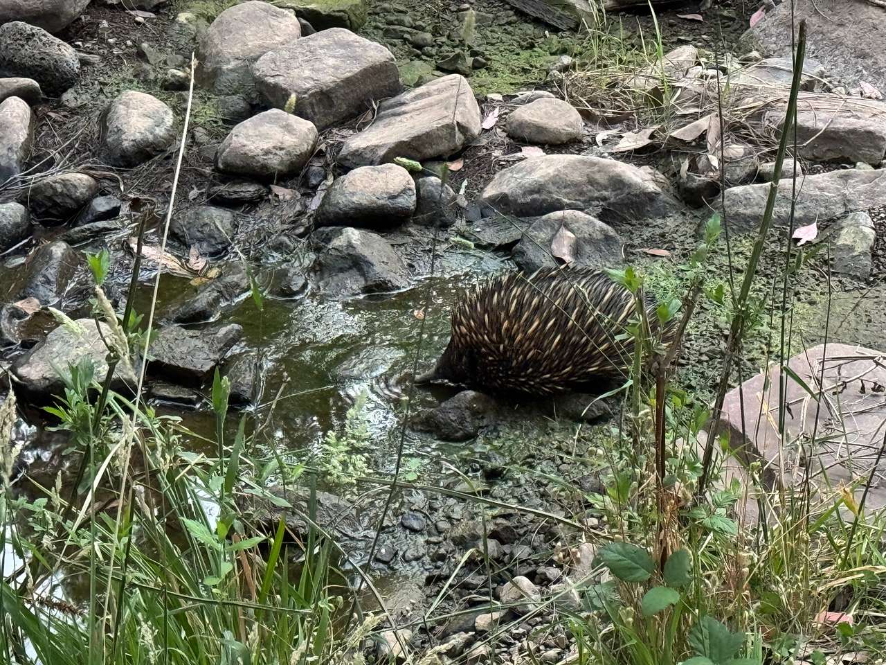 Wombats Hut