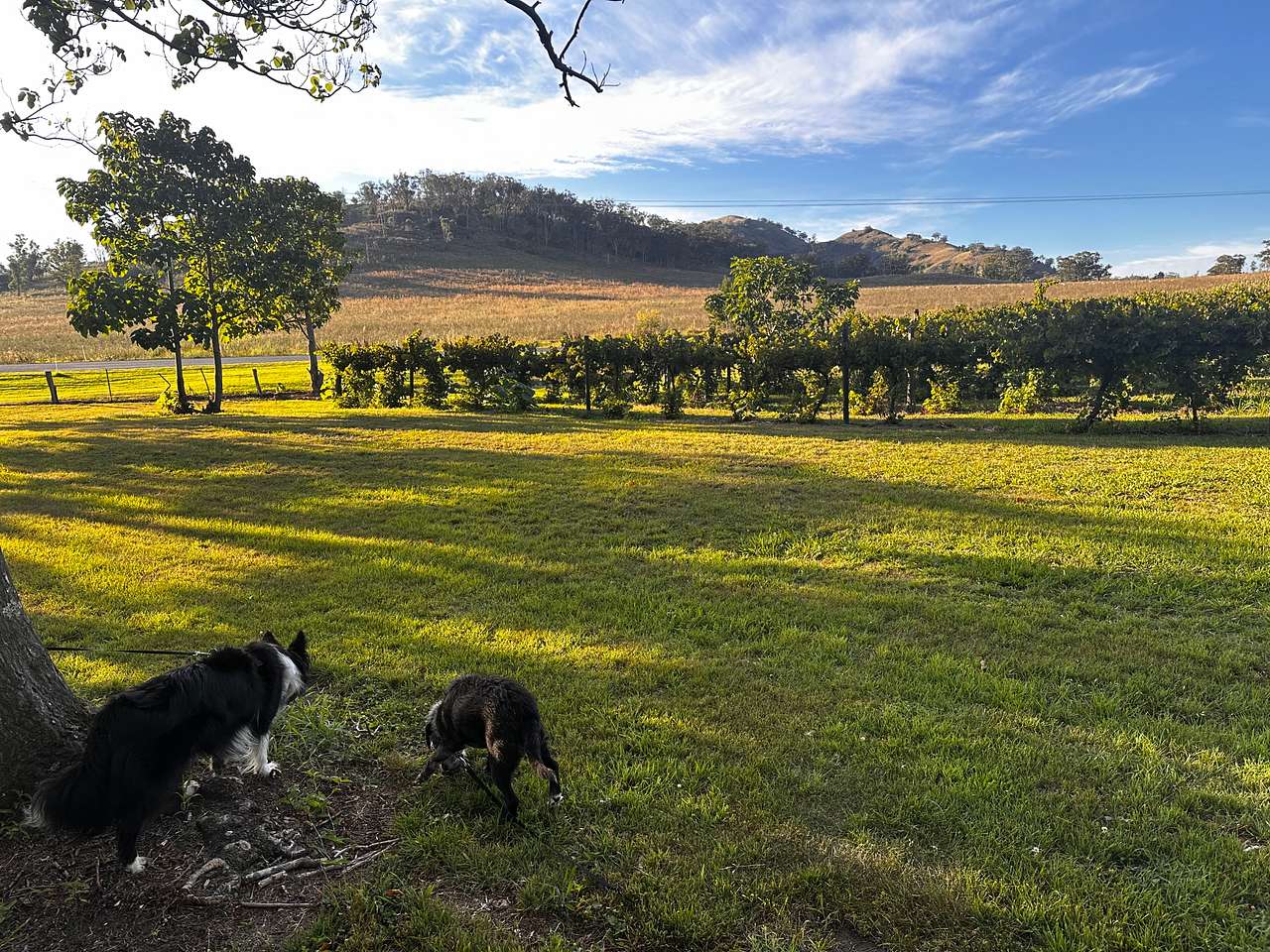 Roma Orchard - Hunter Valley