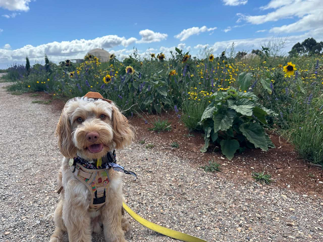 Sunflower field 