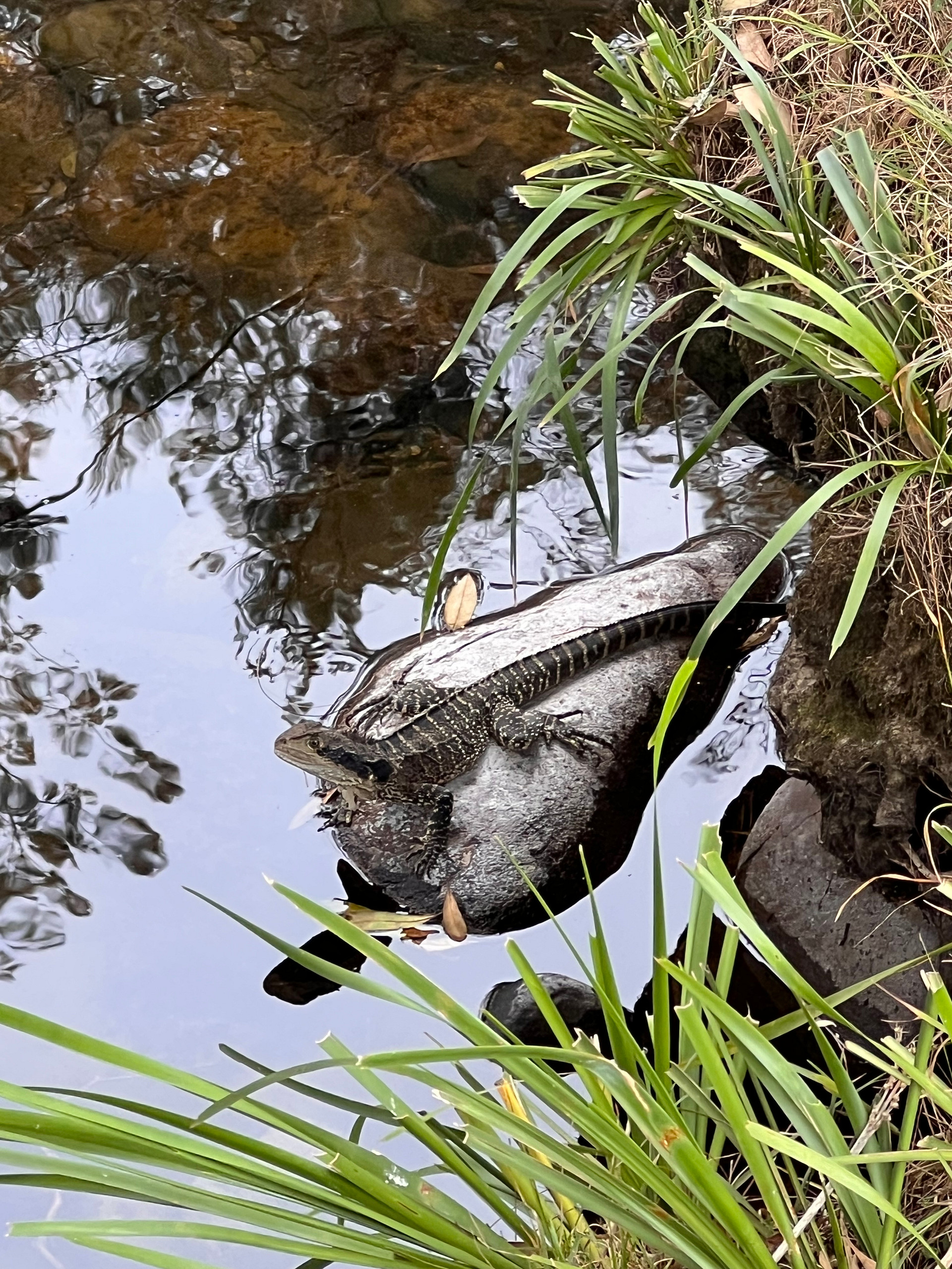 Water Dragon