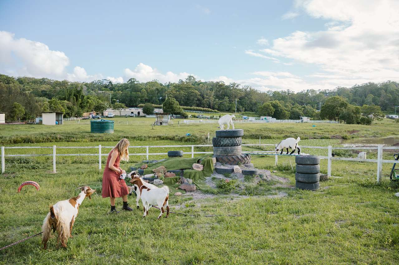 feeding the goats