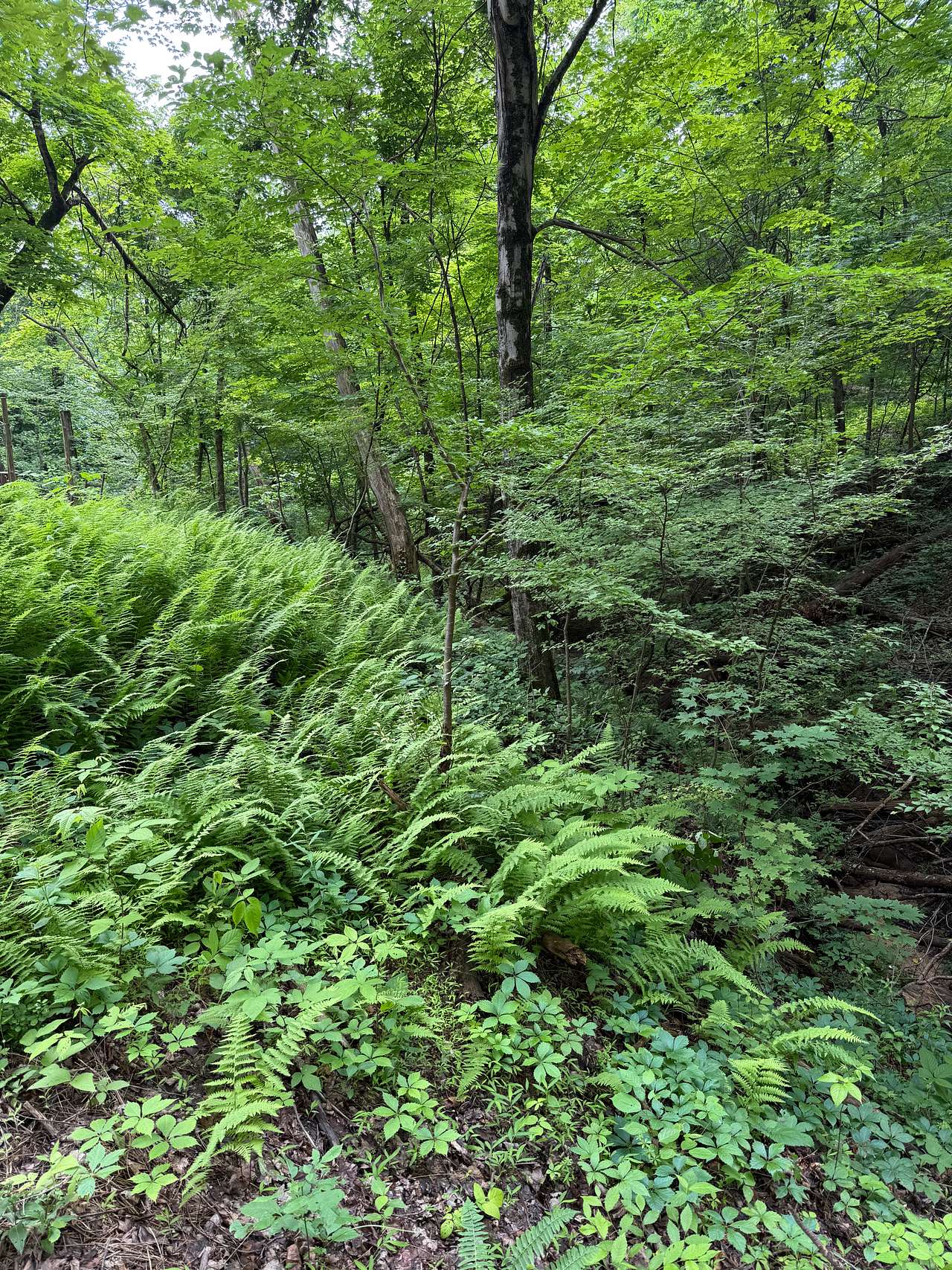 Camp Nevva Evva