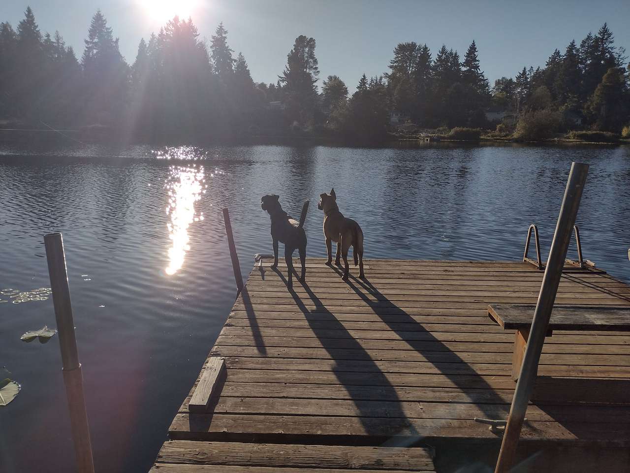 Fish Swim Serene Lake Great Location