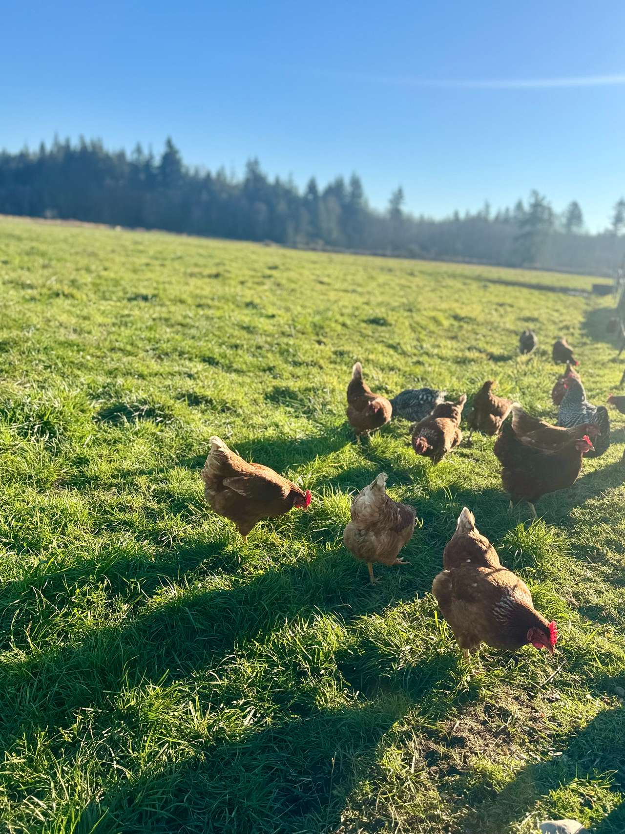 North Fork Land & Livestock RV Park