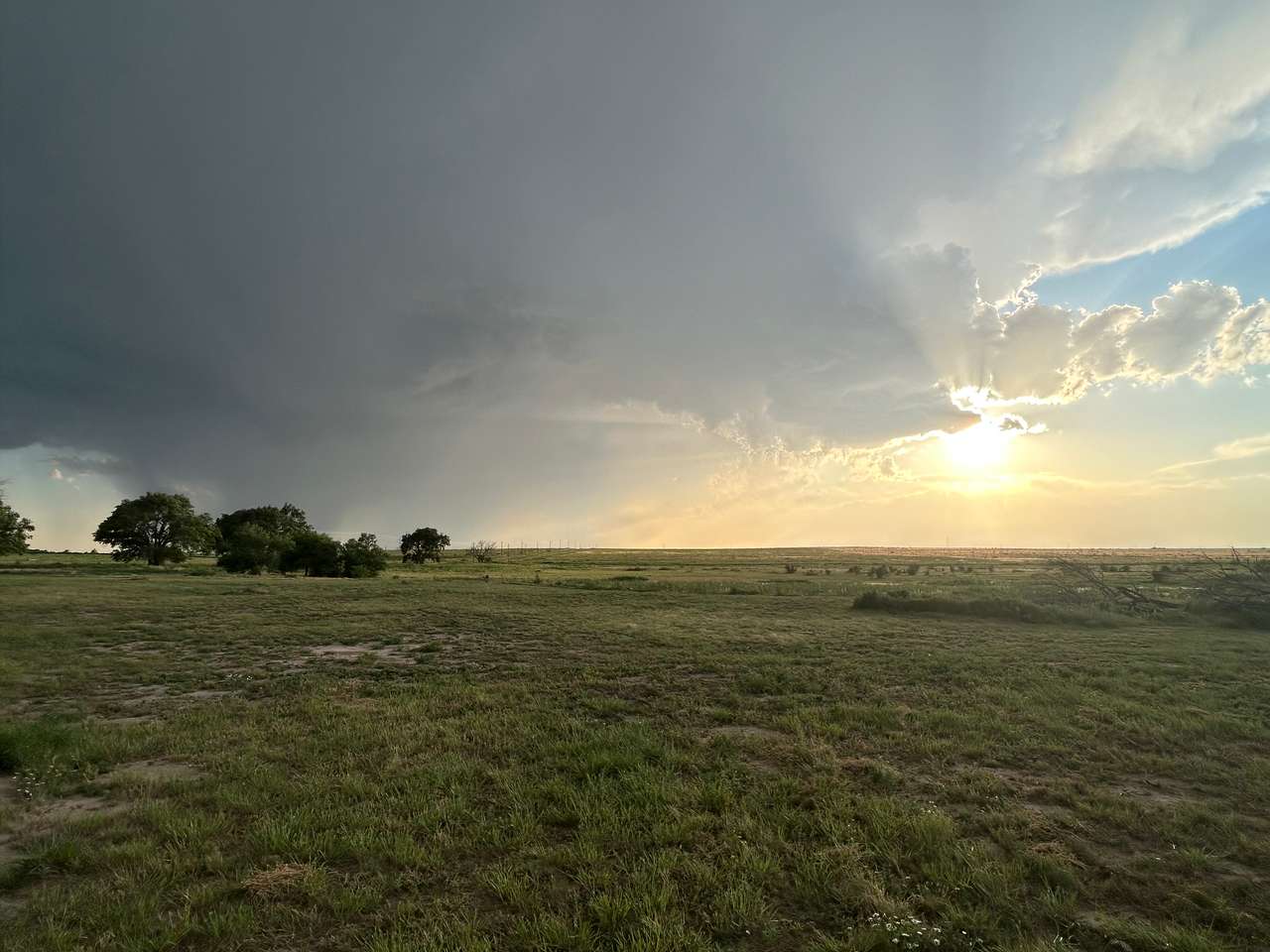 Starlet Pastures