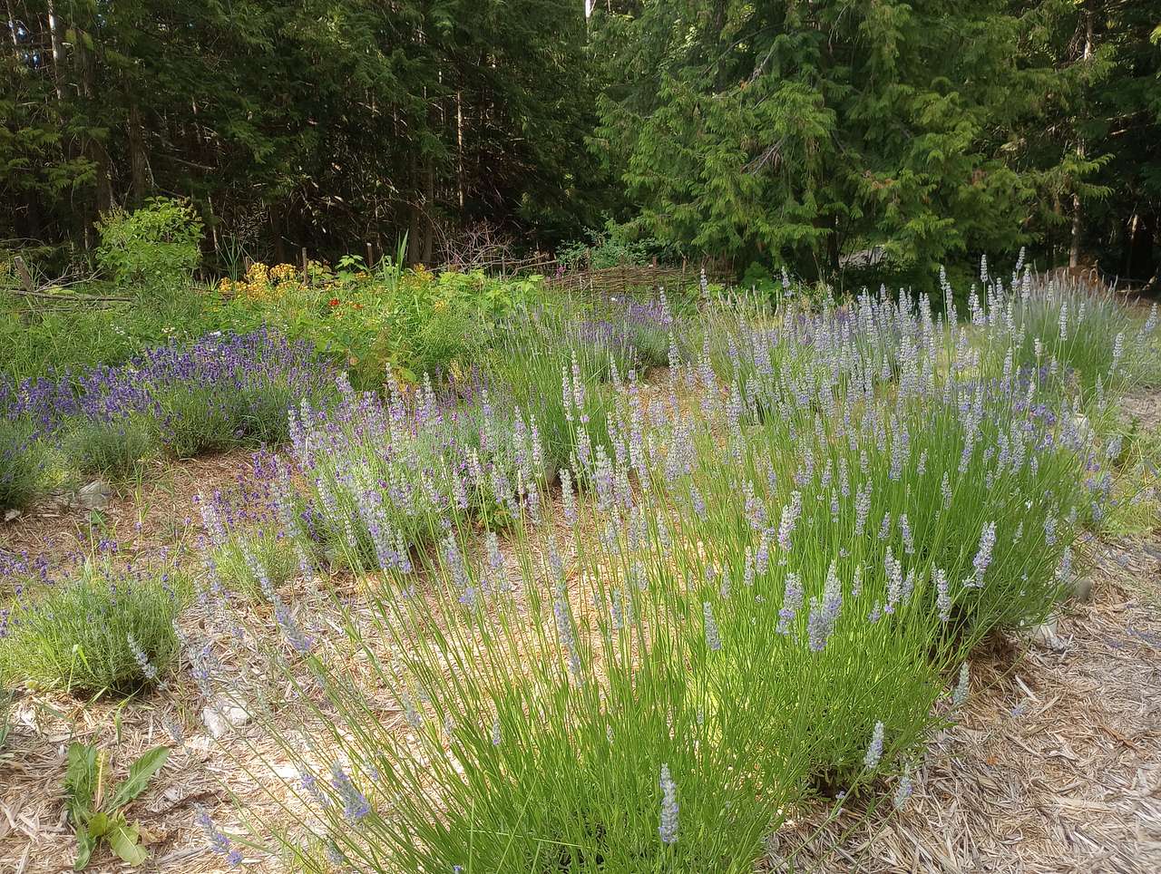 Peak Season Camping in Lavender Field