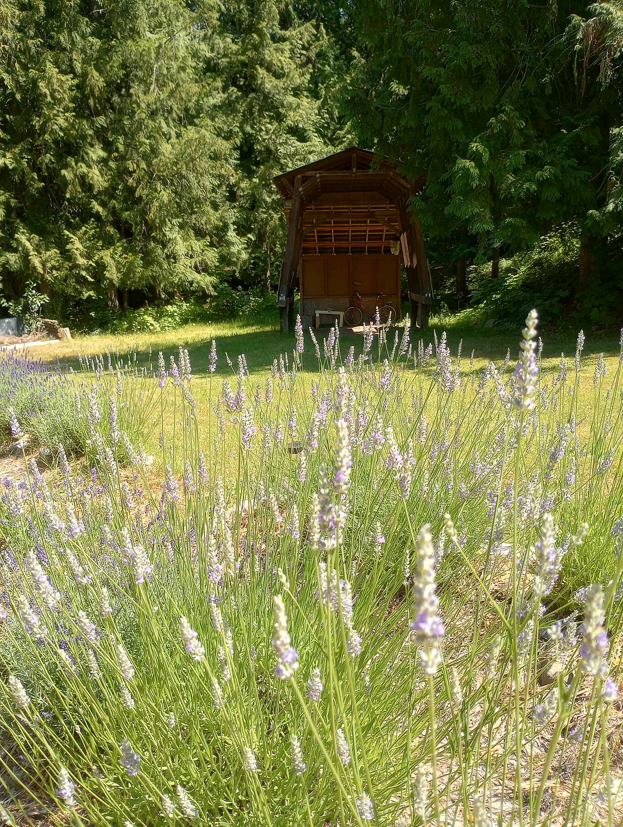 Private Camp in Lavender Field Covered RV or Picnic Shelter 